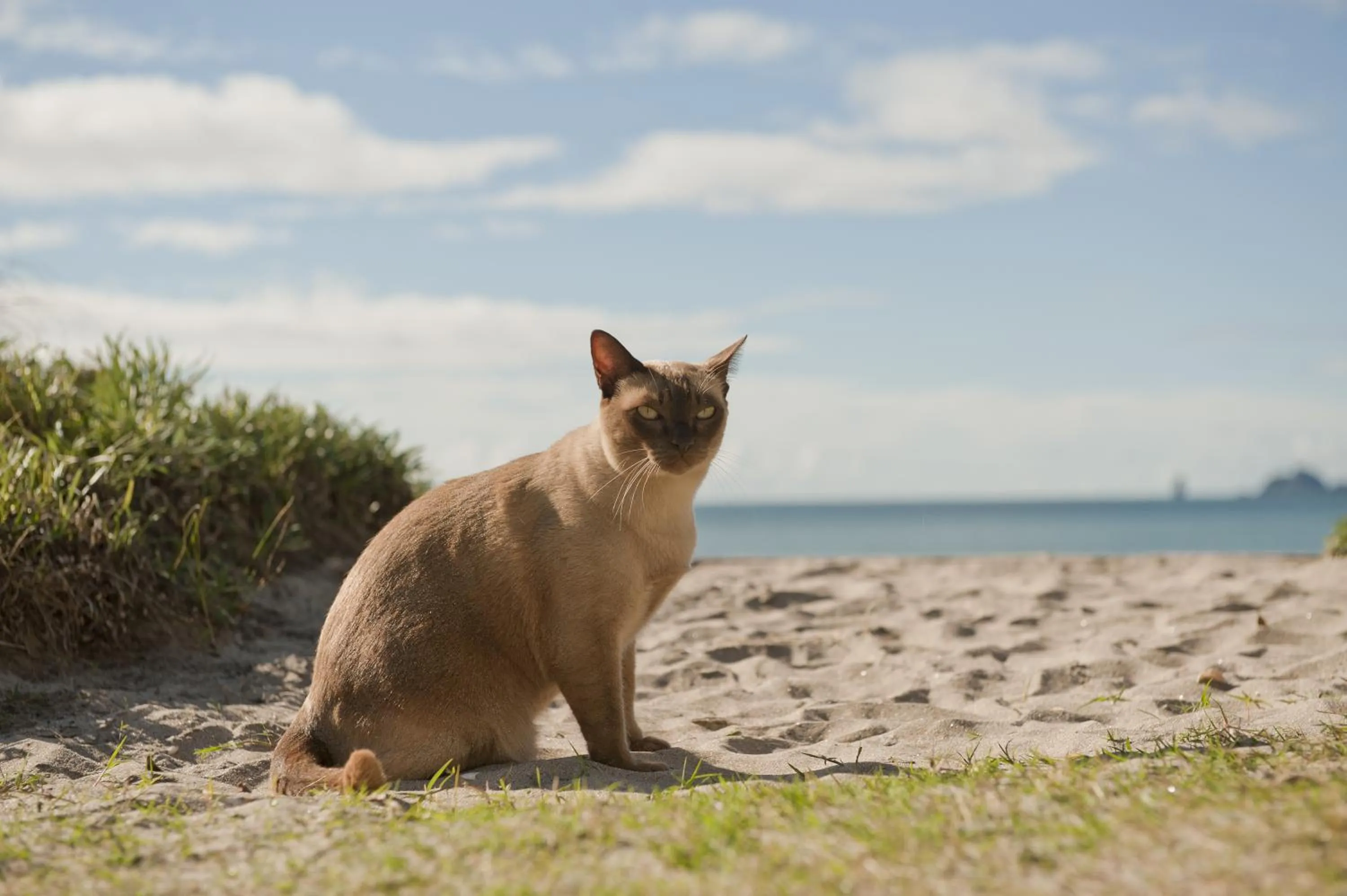 Day in Beachfront Resort