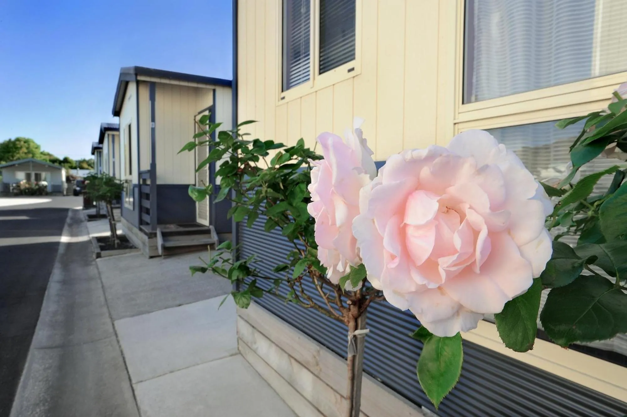 Spring in Apollo Bay Holiday Park