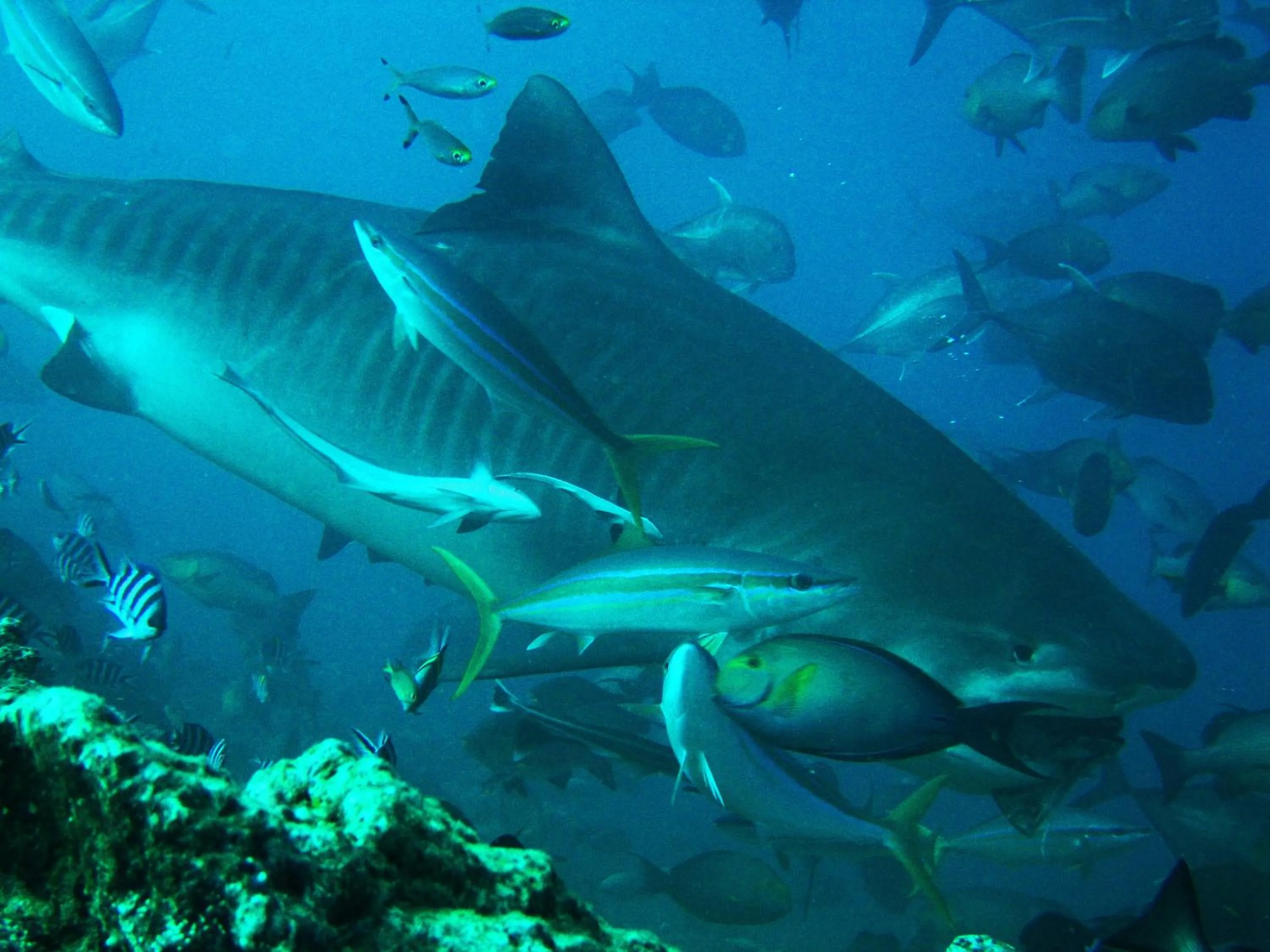 Diving in The Pearl South Pacific Resort, Spa & Golf Course