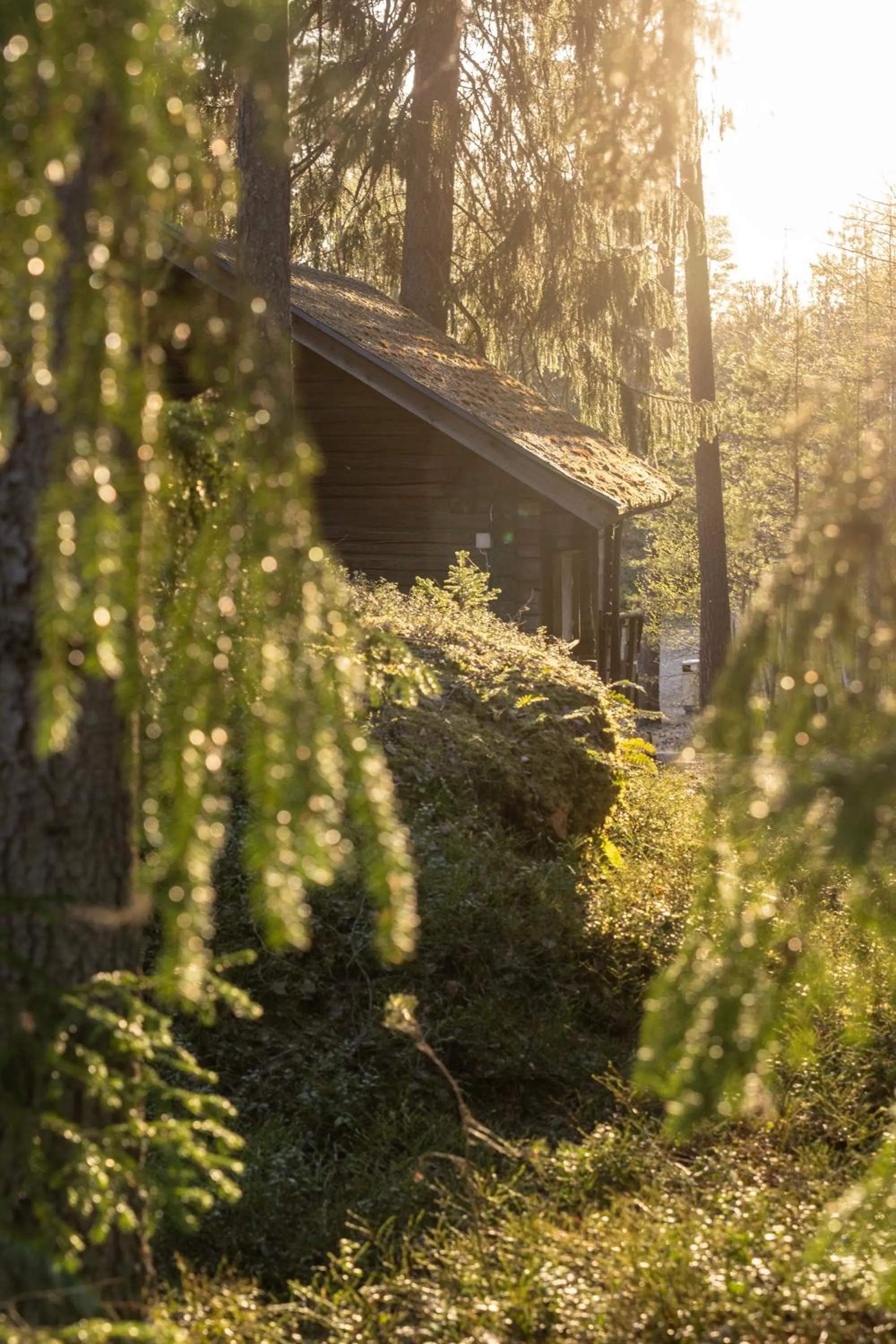 Natural landscape in Hotel Korpilampi