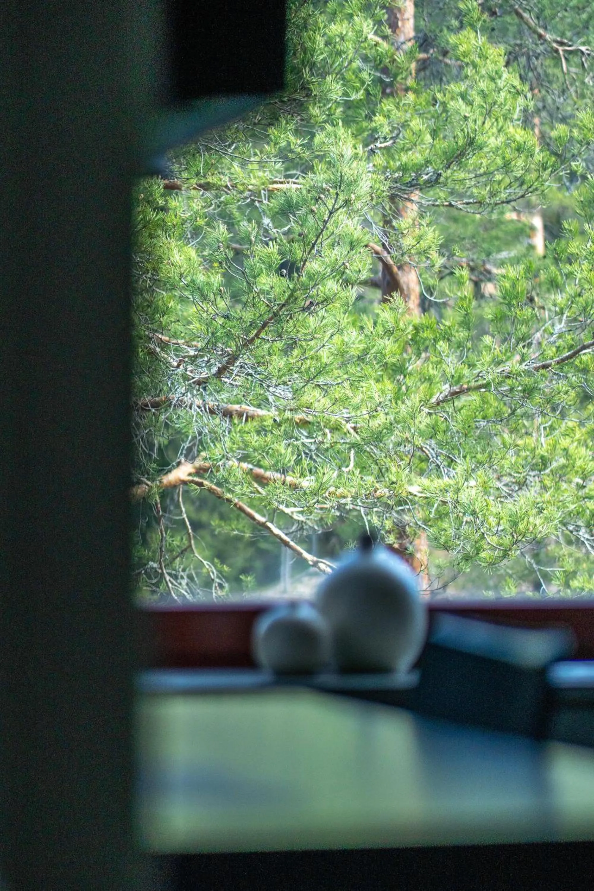 Natural landscape in Hotel Korpilampi