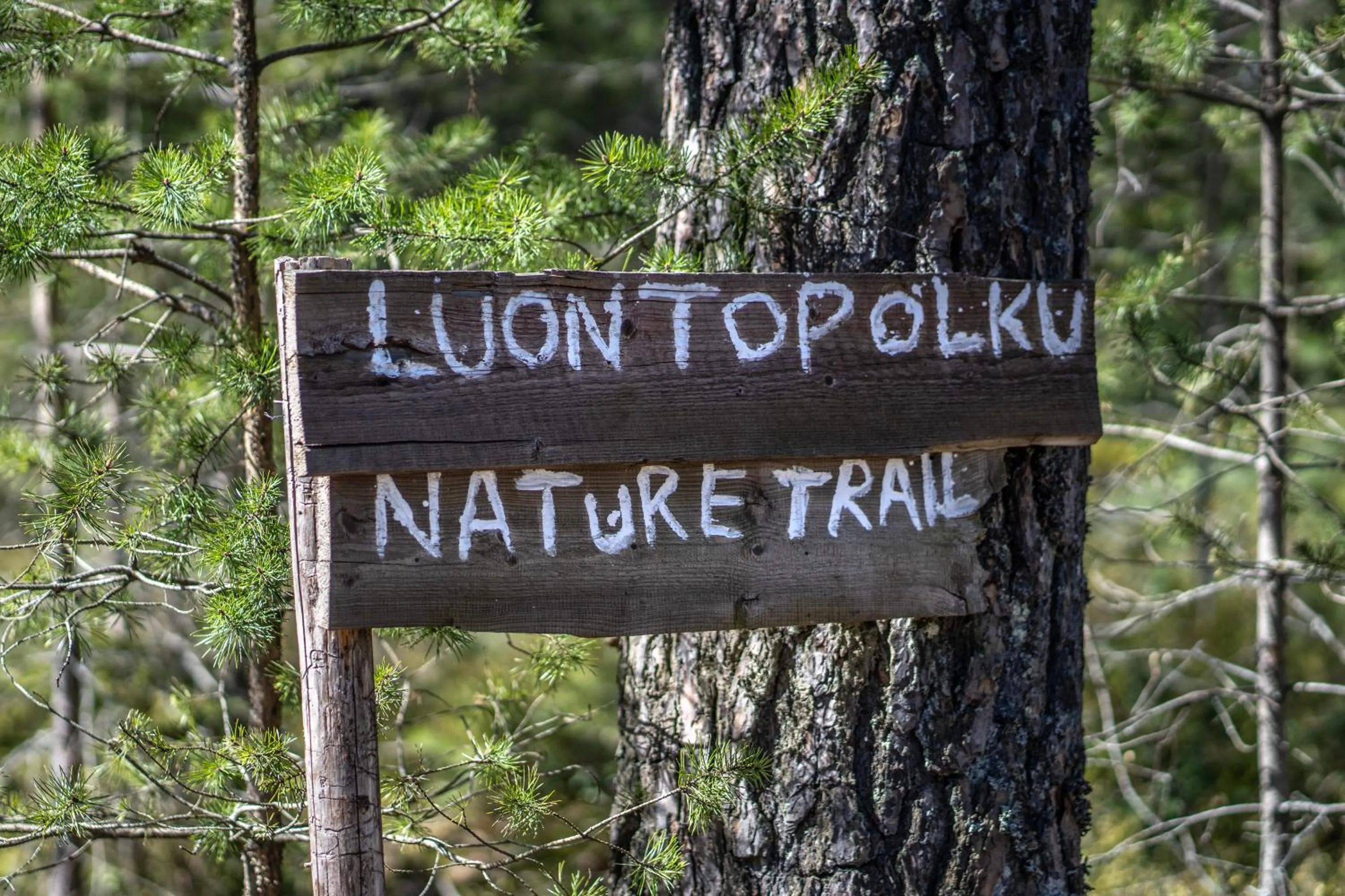 Natural landscape in Hotel Korpilampi