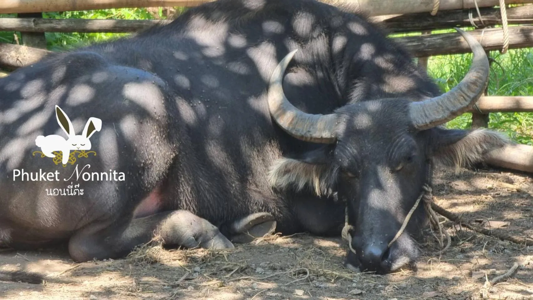 Animals in Phuket Nonnita Boutique Resort - SHA Plus