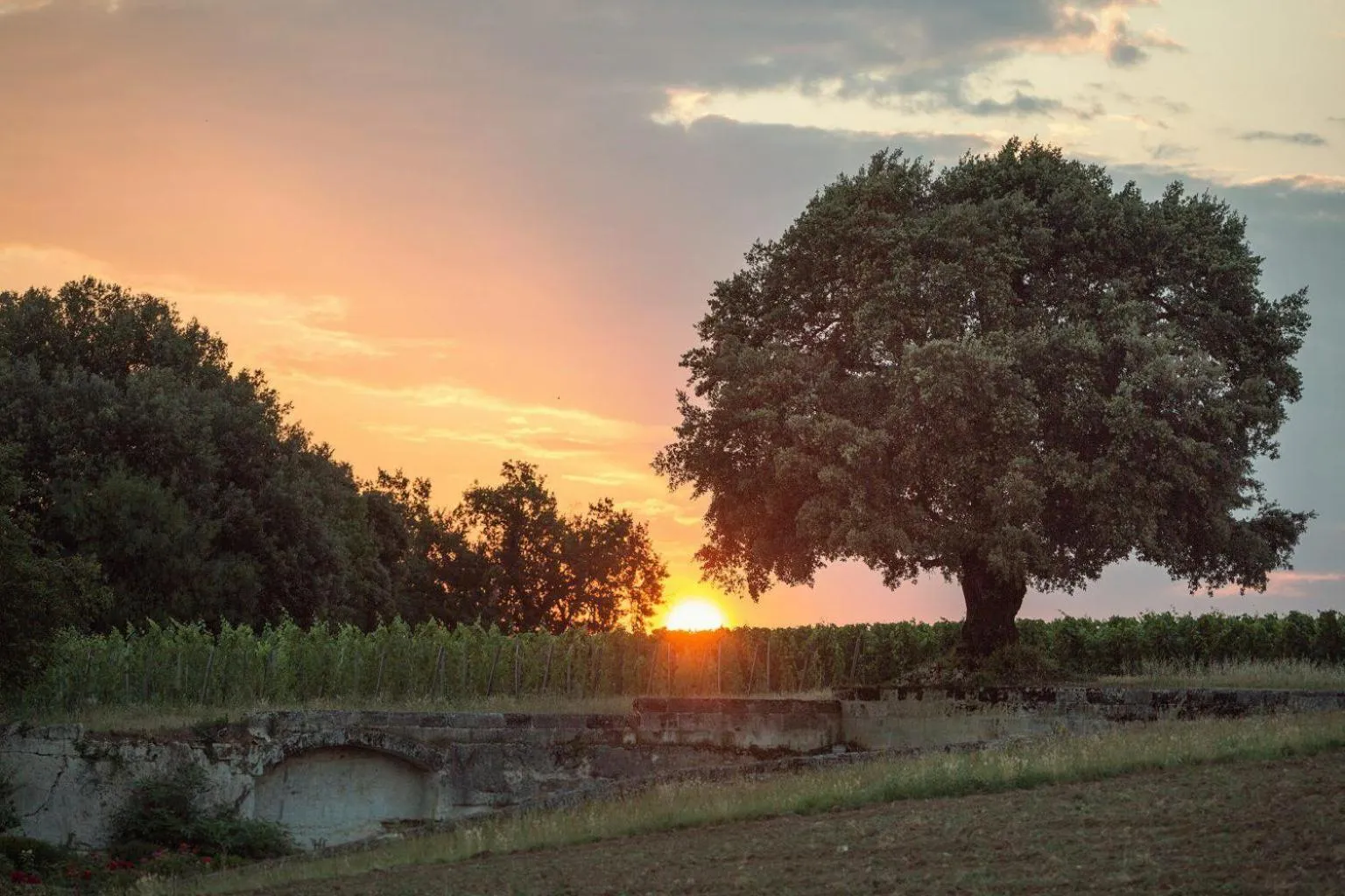Sunrise in Le Relais de Franc Mayne Saint Emilion