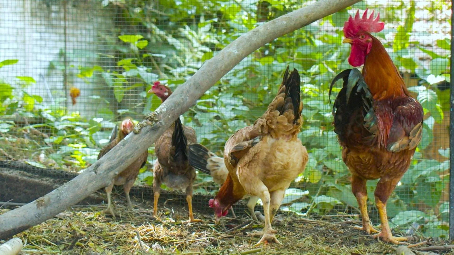 Animals in The Dusun