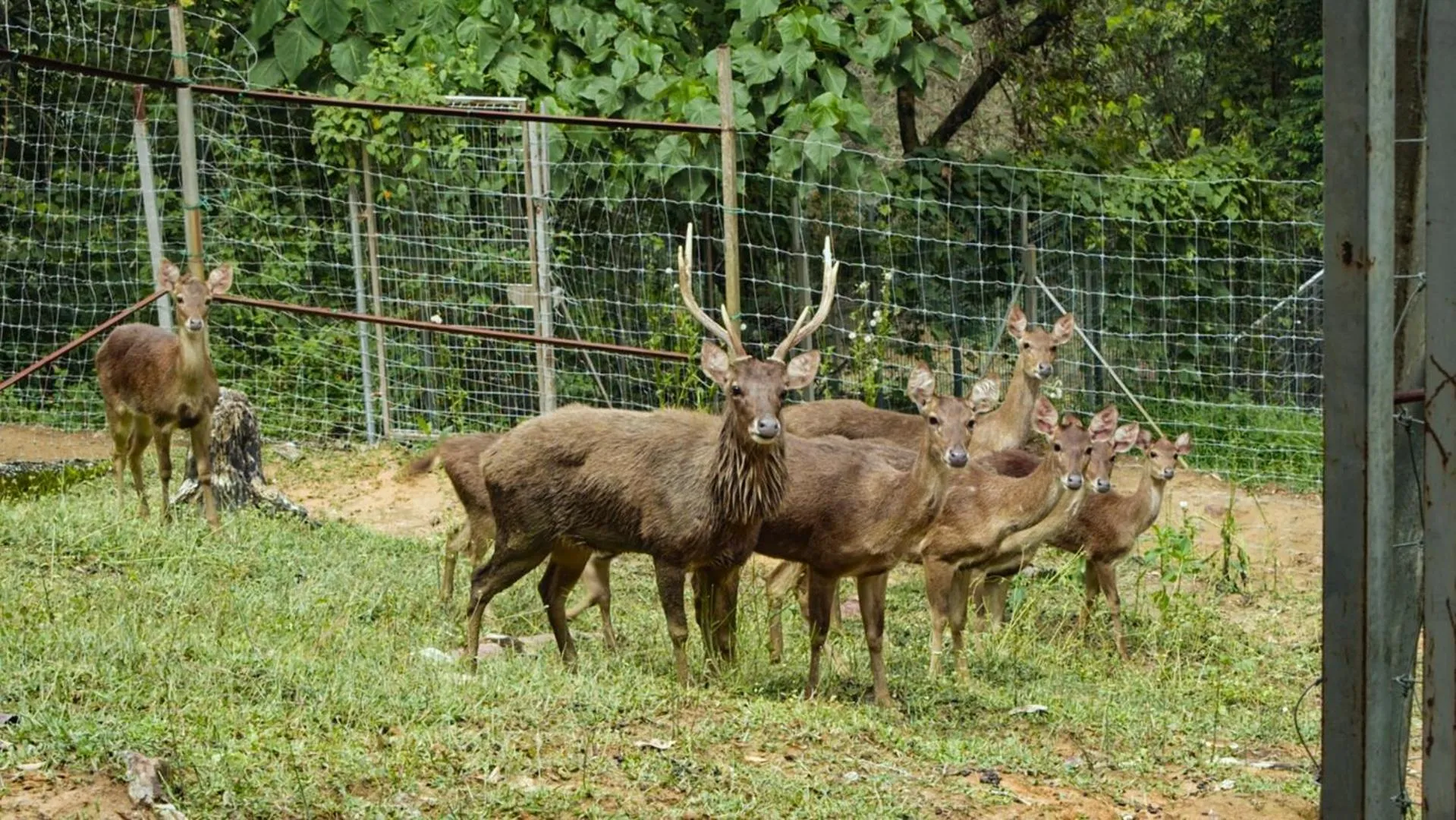 Animals in The Dusun