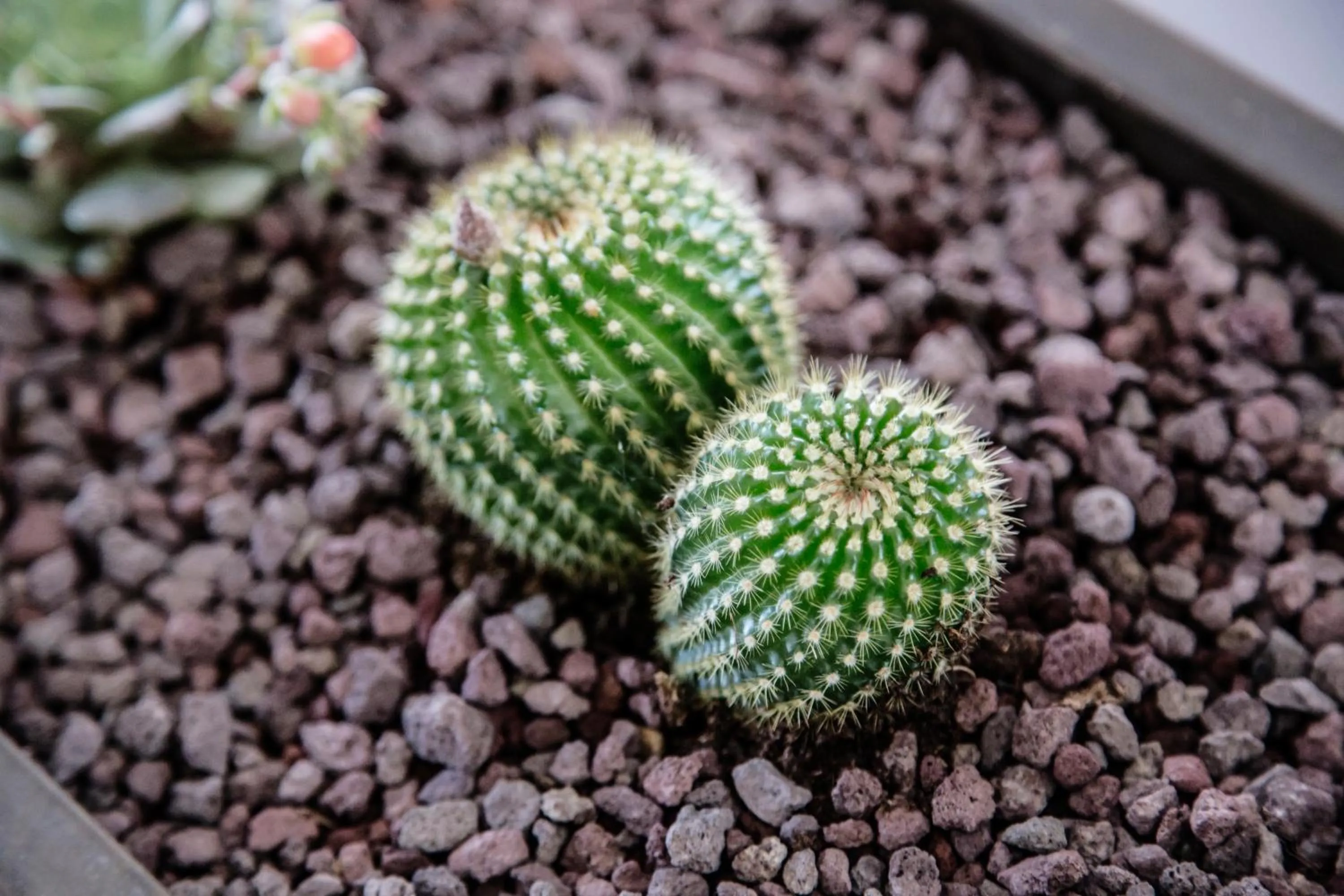 Decorative detail in Aries