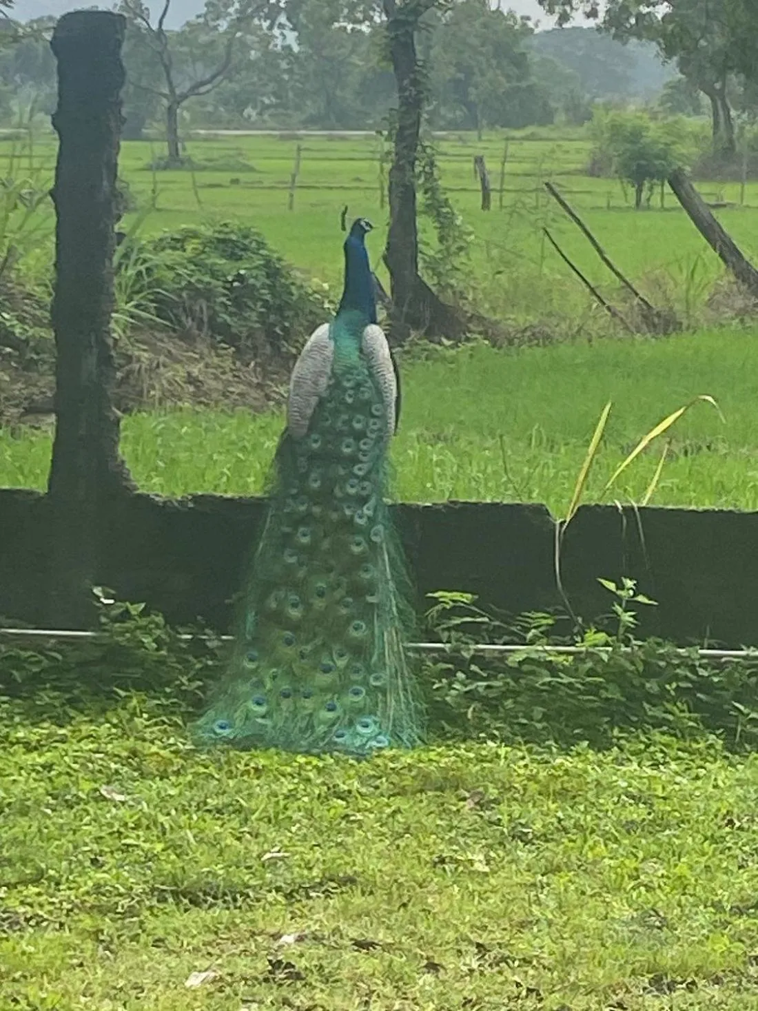 Property building in Kassapa Lions Rock