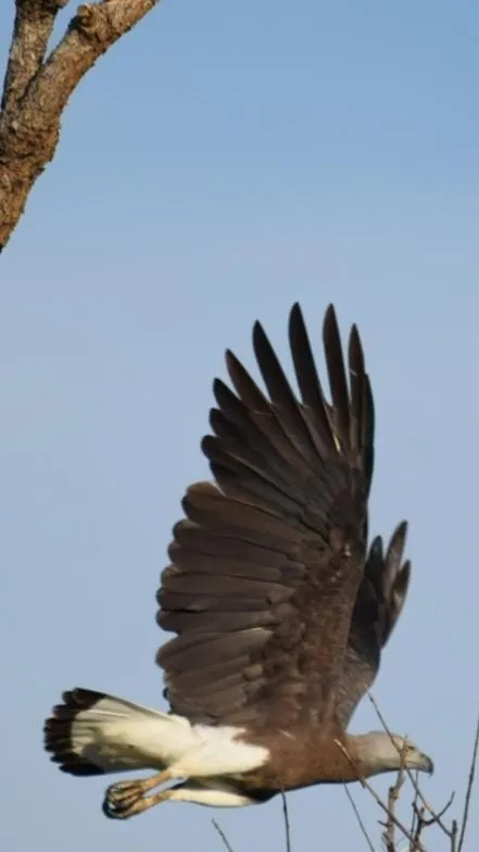 Animals in Kassapa Lions Rock