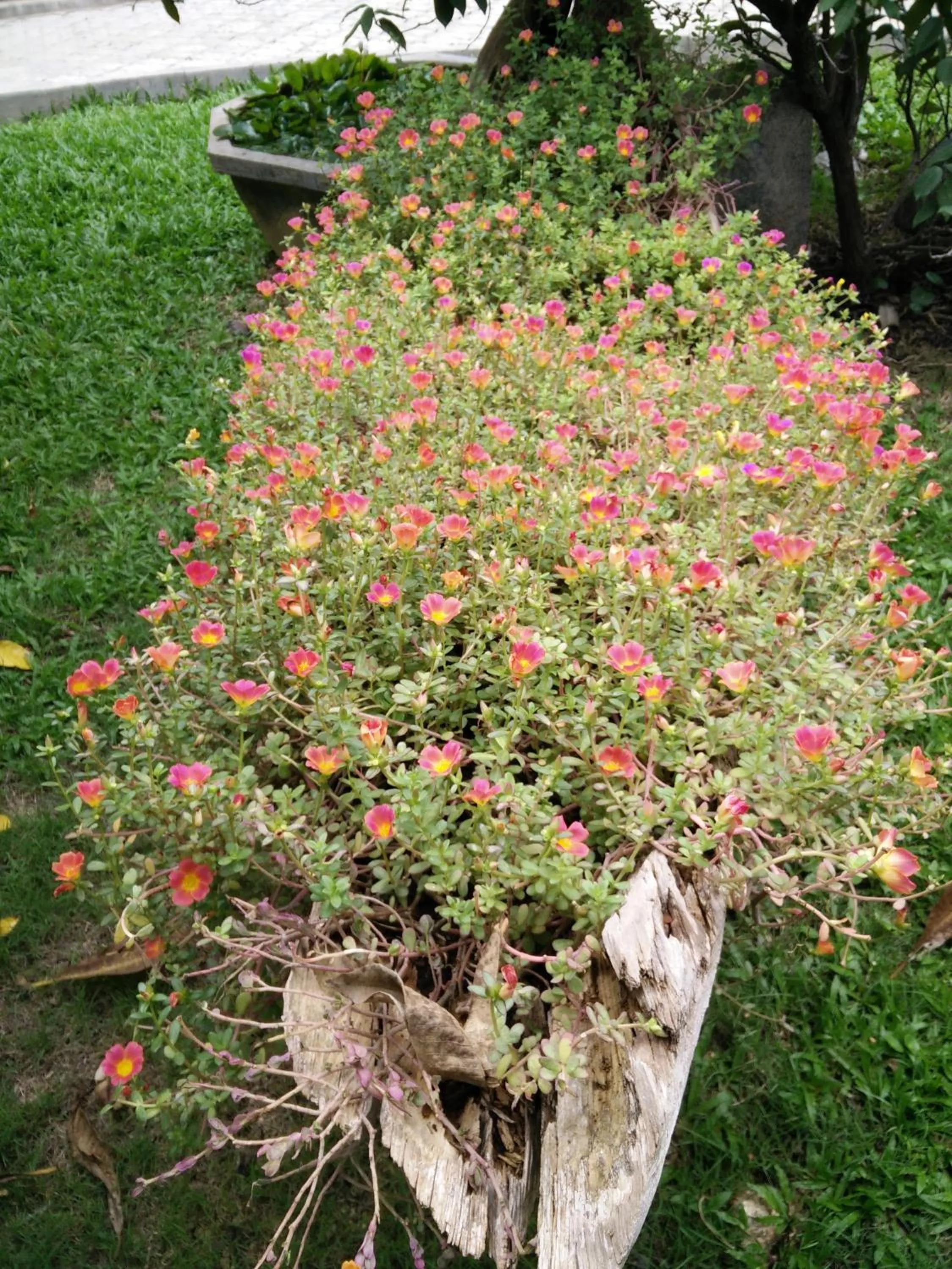 Spring in Lilawalai Resort