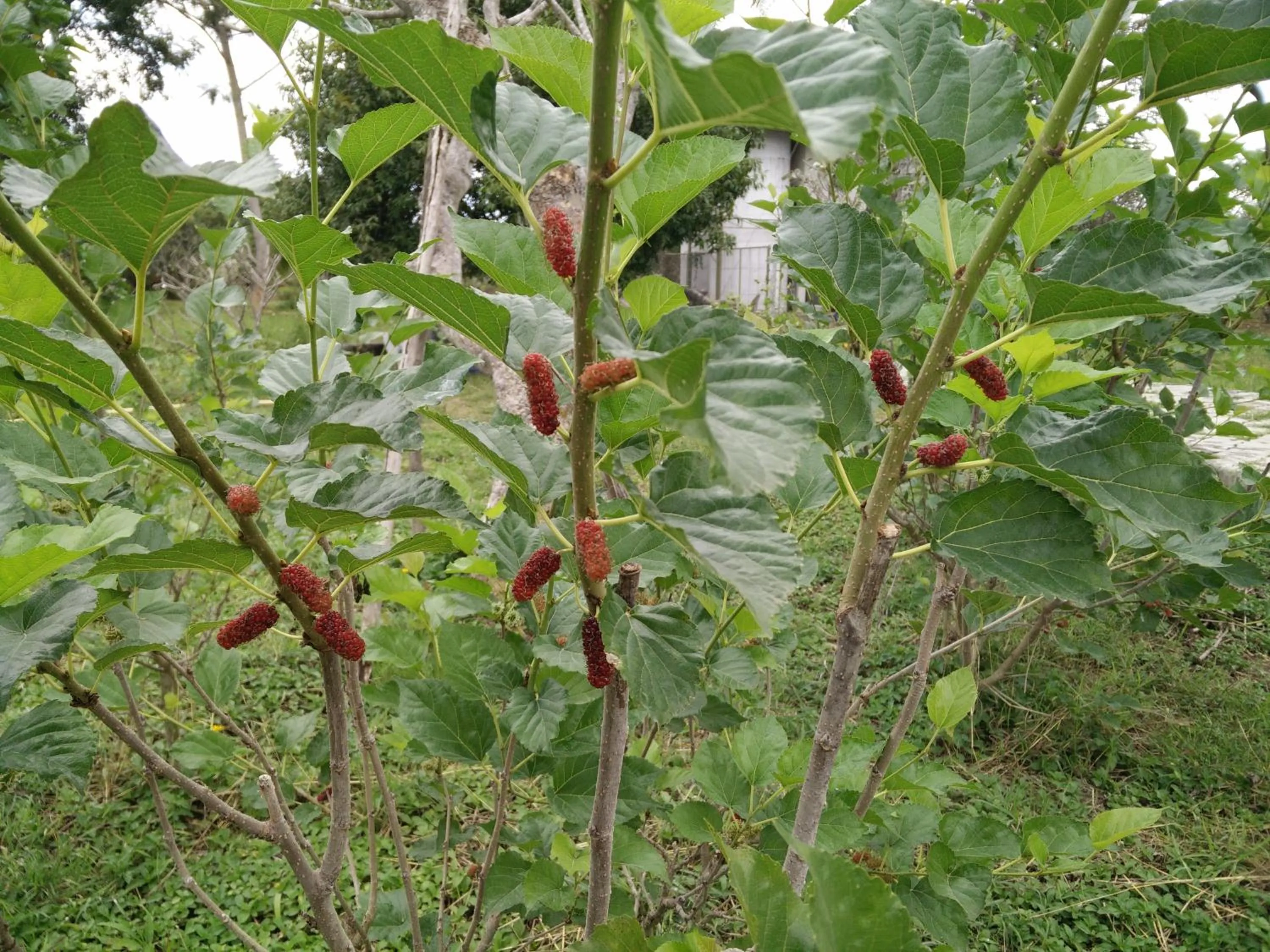 Garden in Lilawalai Resort