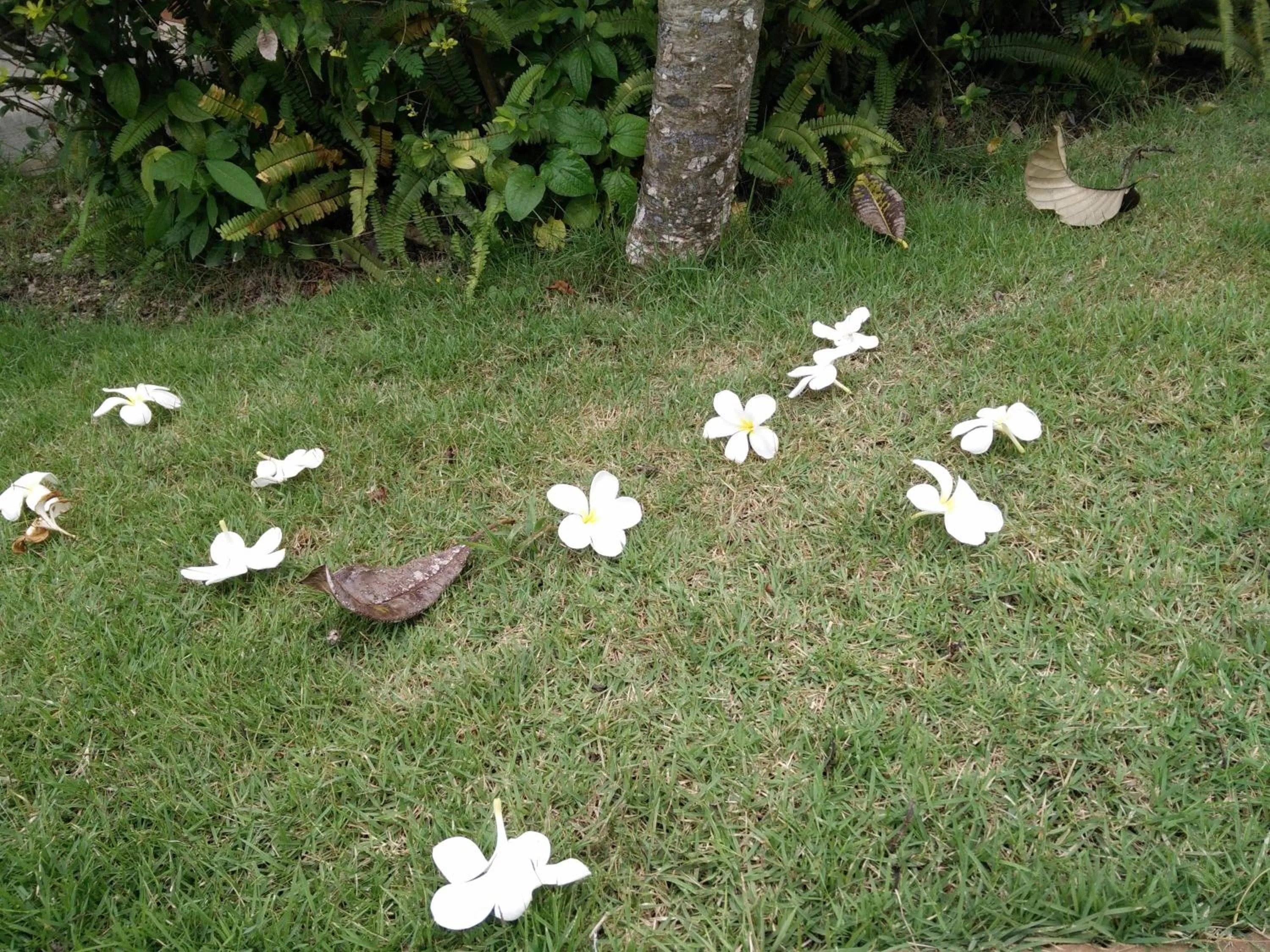Garden in Lilawalai Resort