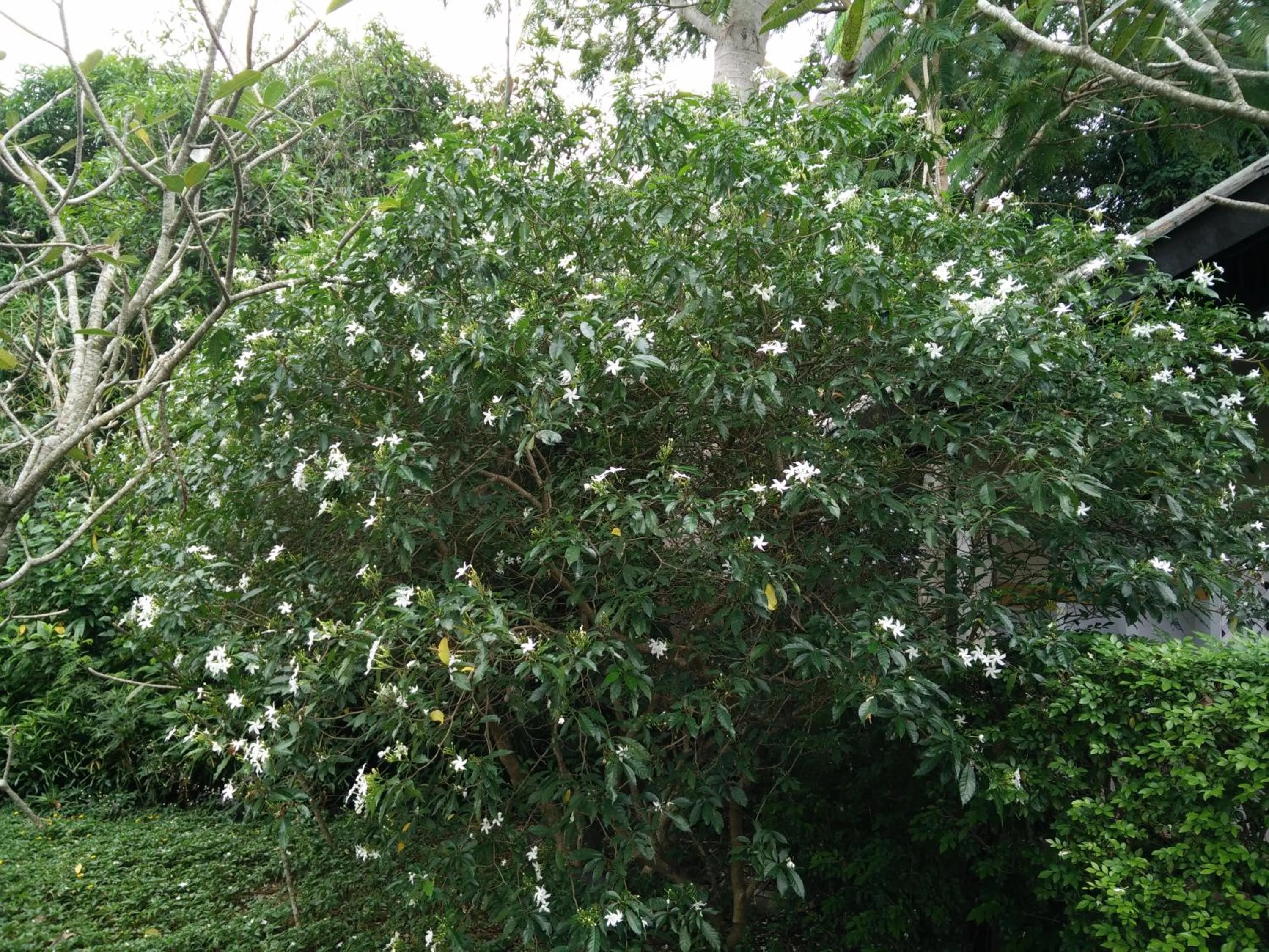 Garden in Lilawalai Resort