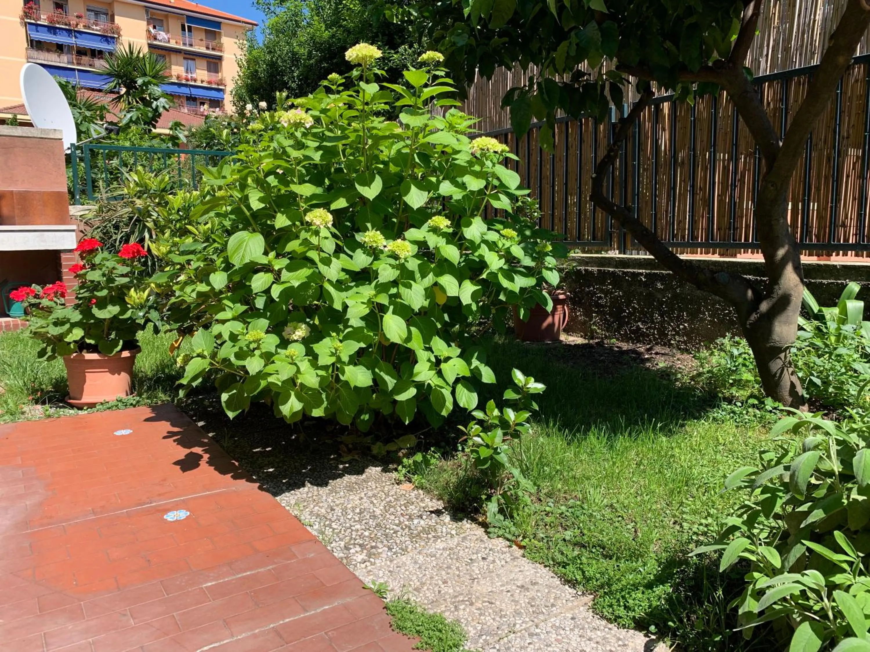 Il giardino dei limoni