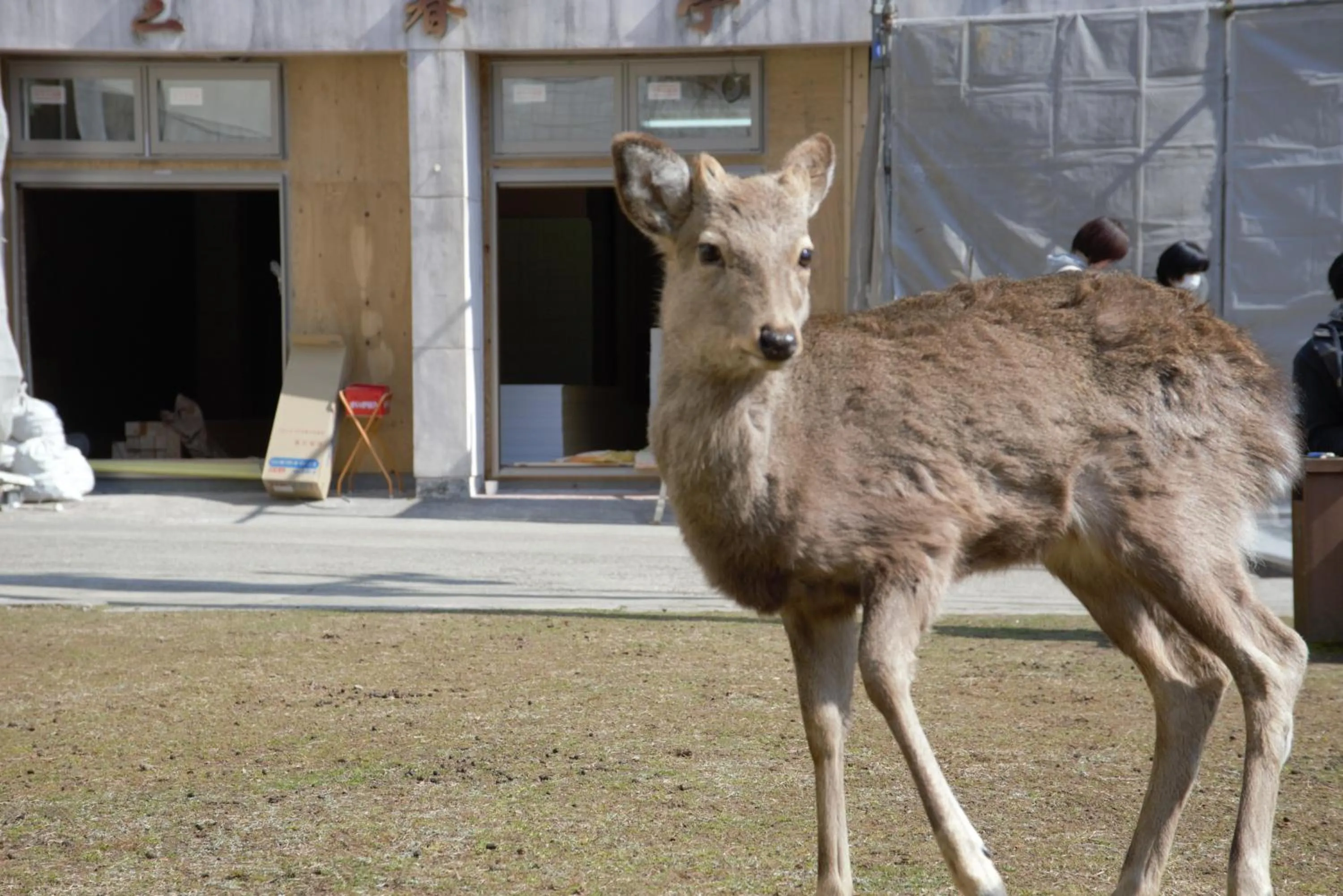 Mountain Home Lodge in Deer Park