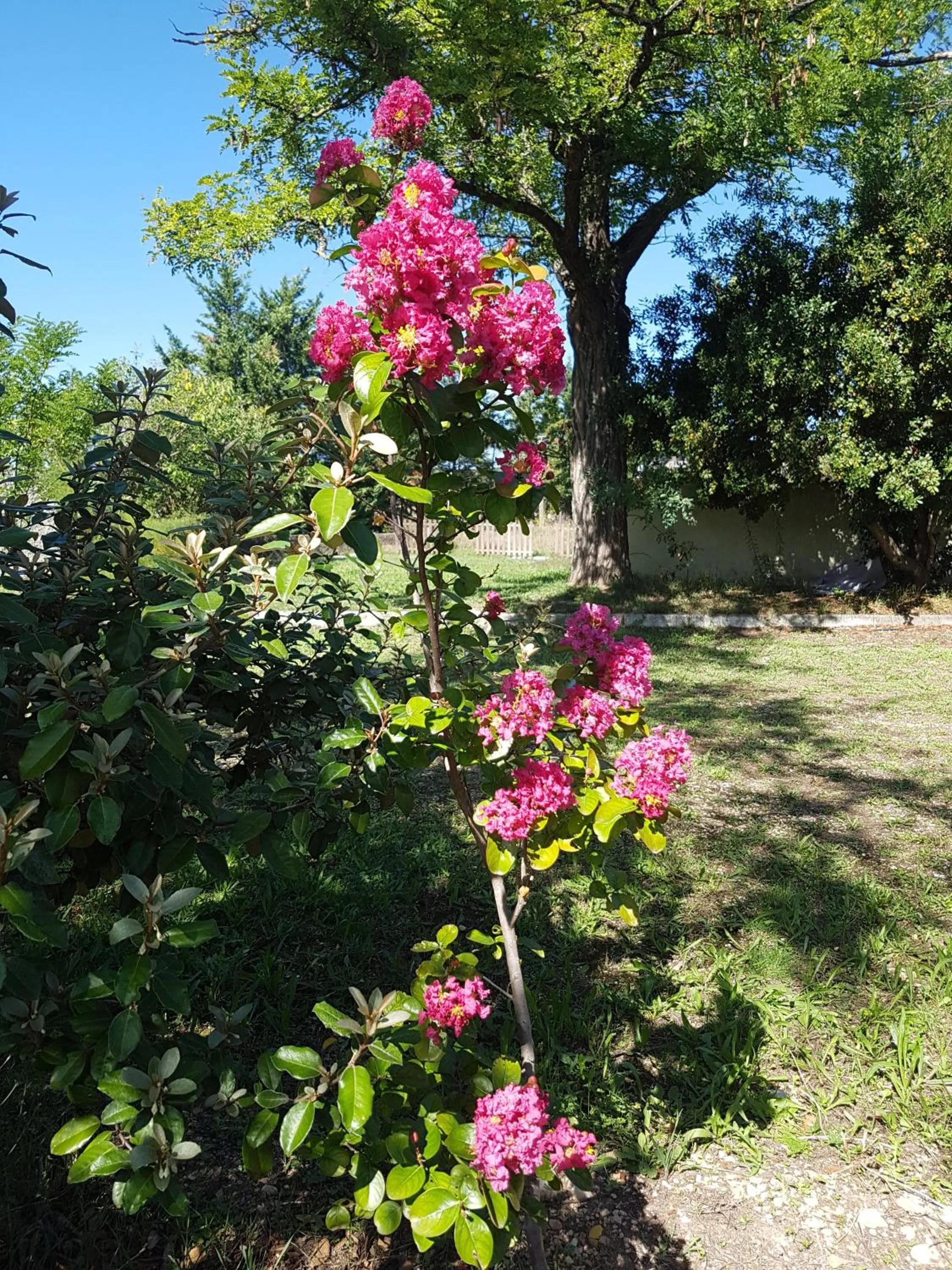 Garden in Hotel Carina