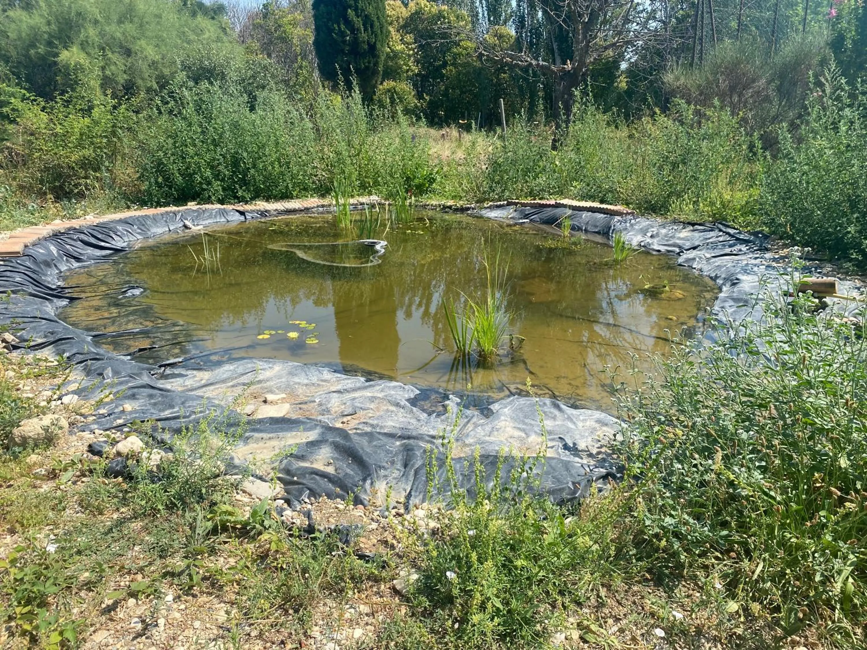 Natural landscape in Hotel Carina