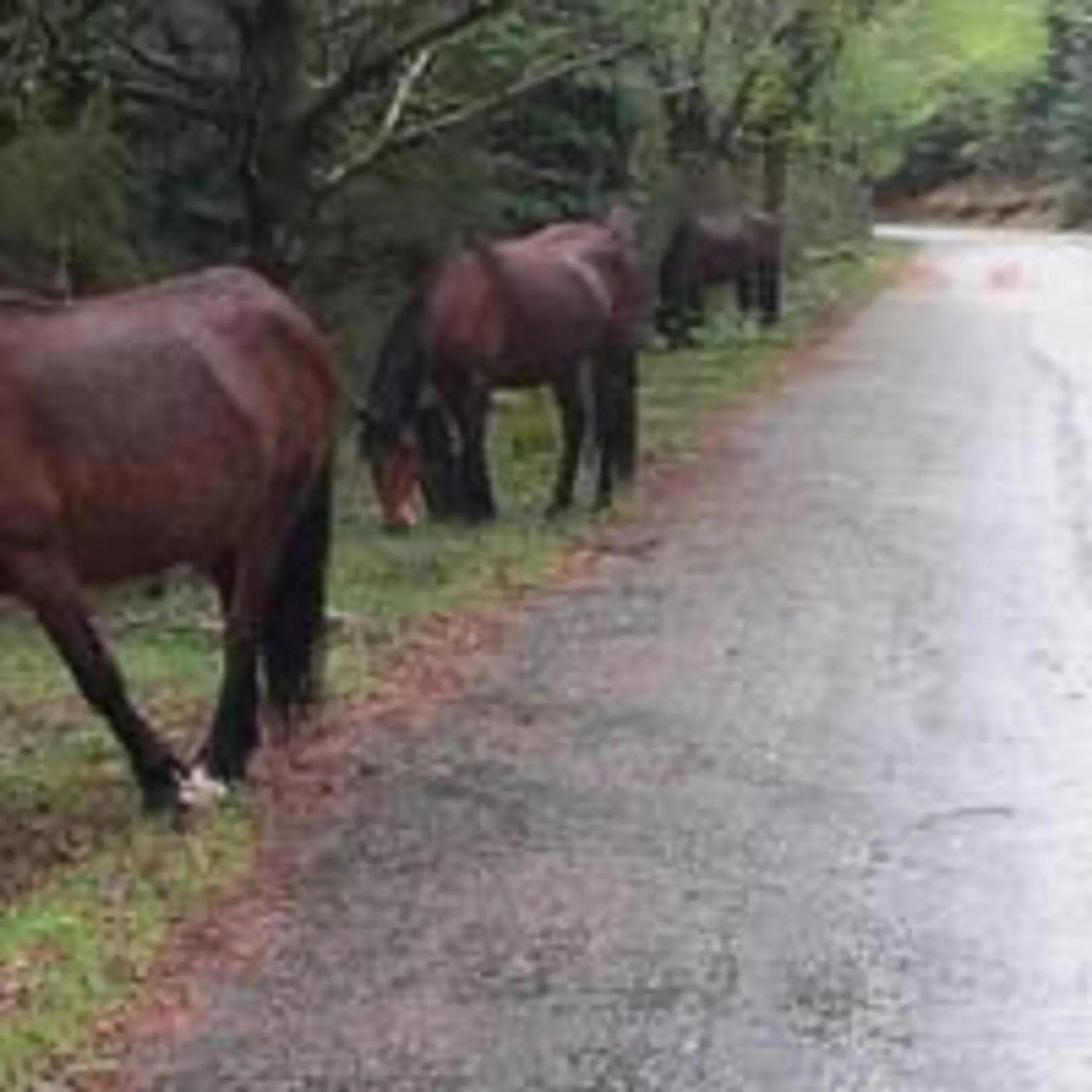 Horse-riding in Moderna do Geres Hotel