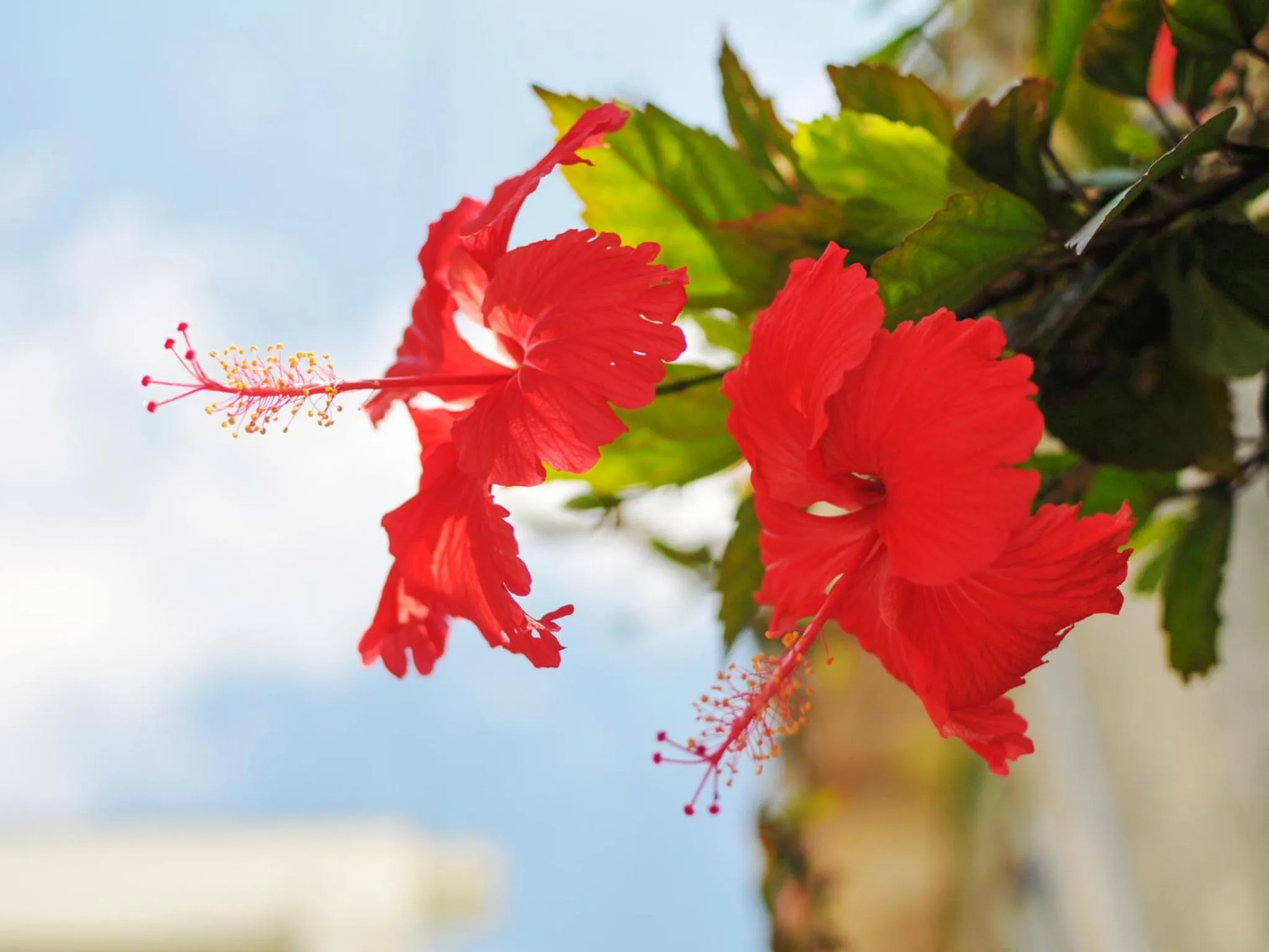 Off site in Hotel Palm Royal Resort Kokusai Street