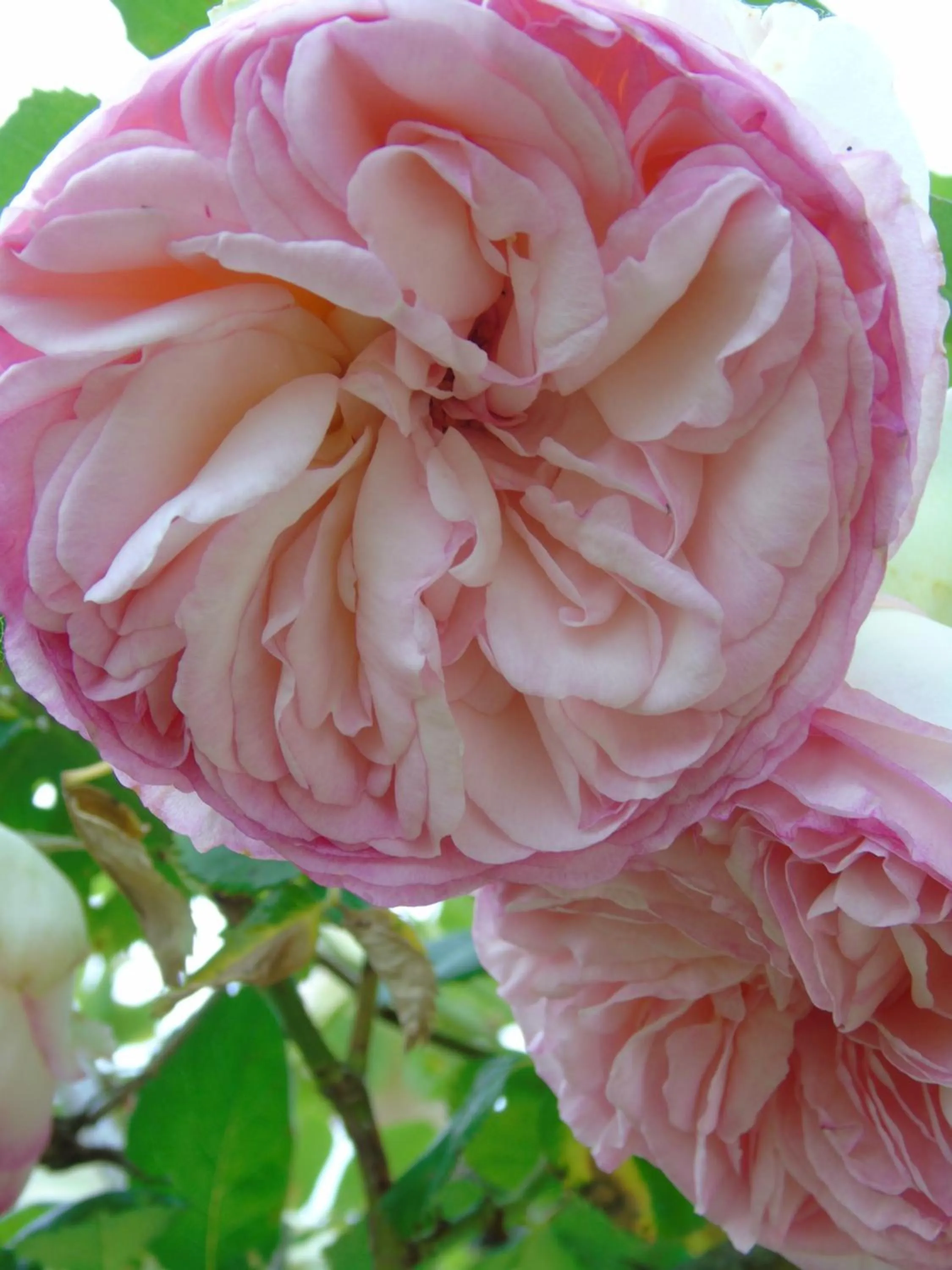 Property building in Eco Logis de Chantegrolle