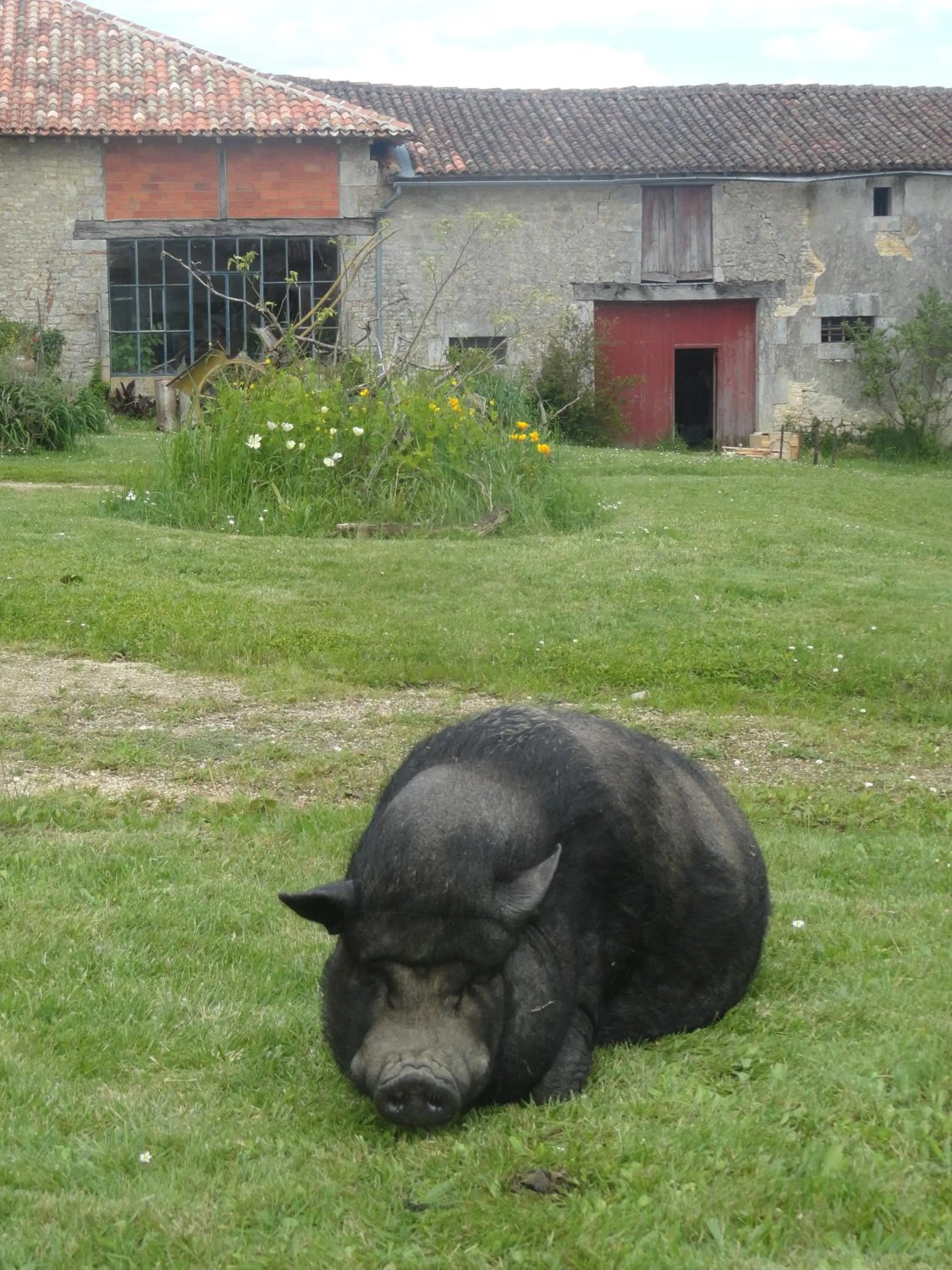 Animals in Eco Logis de Chantegrolle