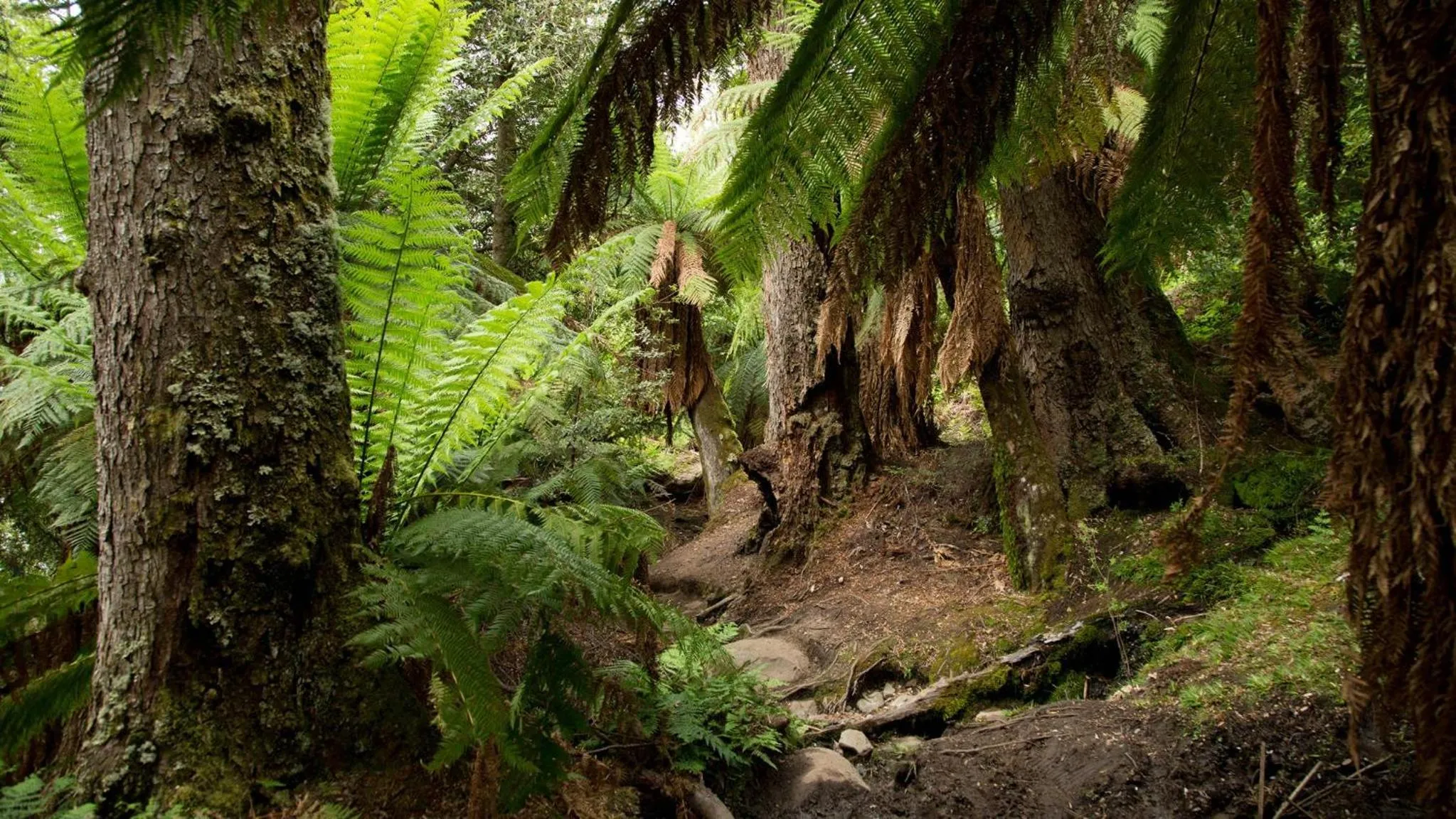 Natural landscape in Lake St Clair Lodge