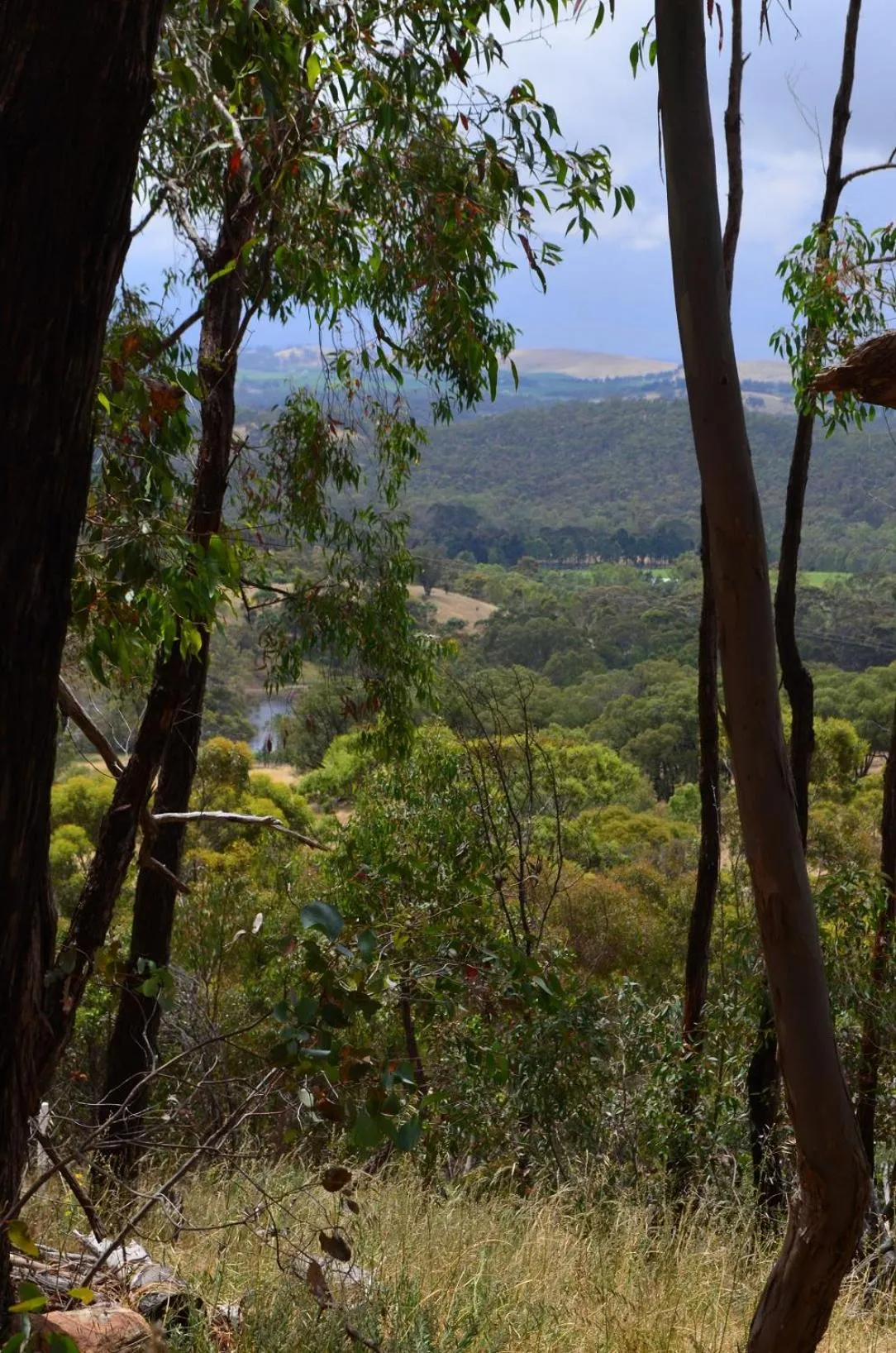 Natural landscape in Trestrail Cottage Accommodation