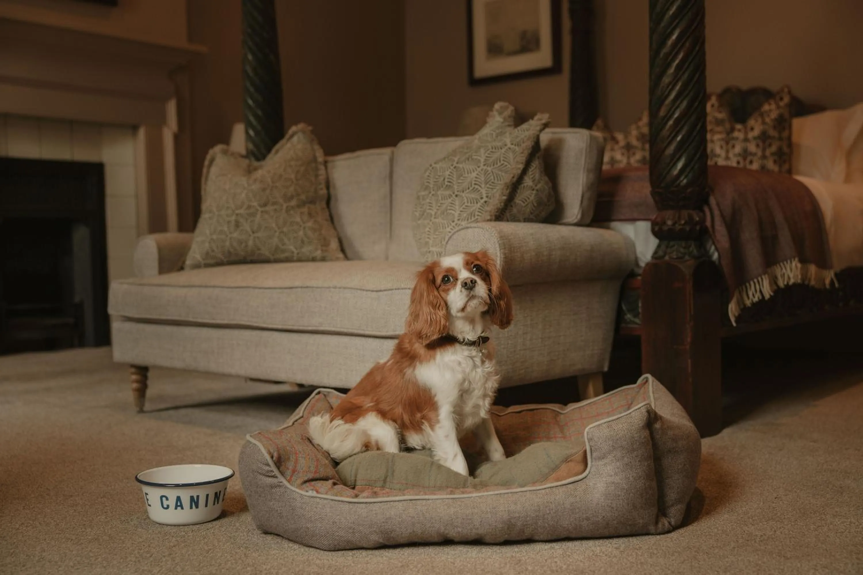 pet friendly in The William Cecil