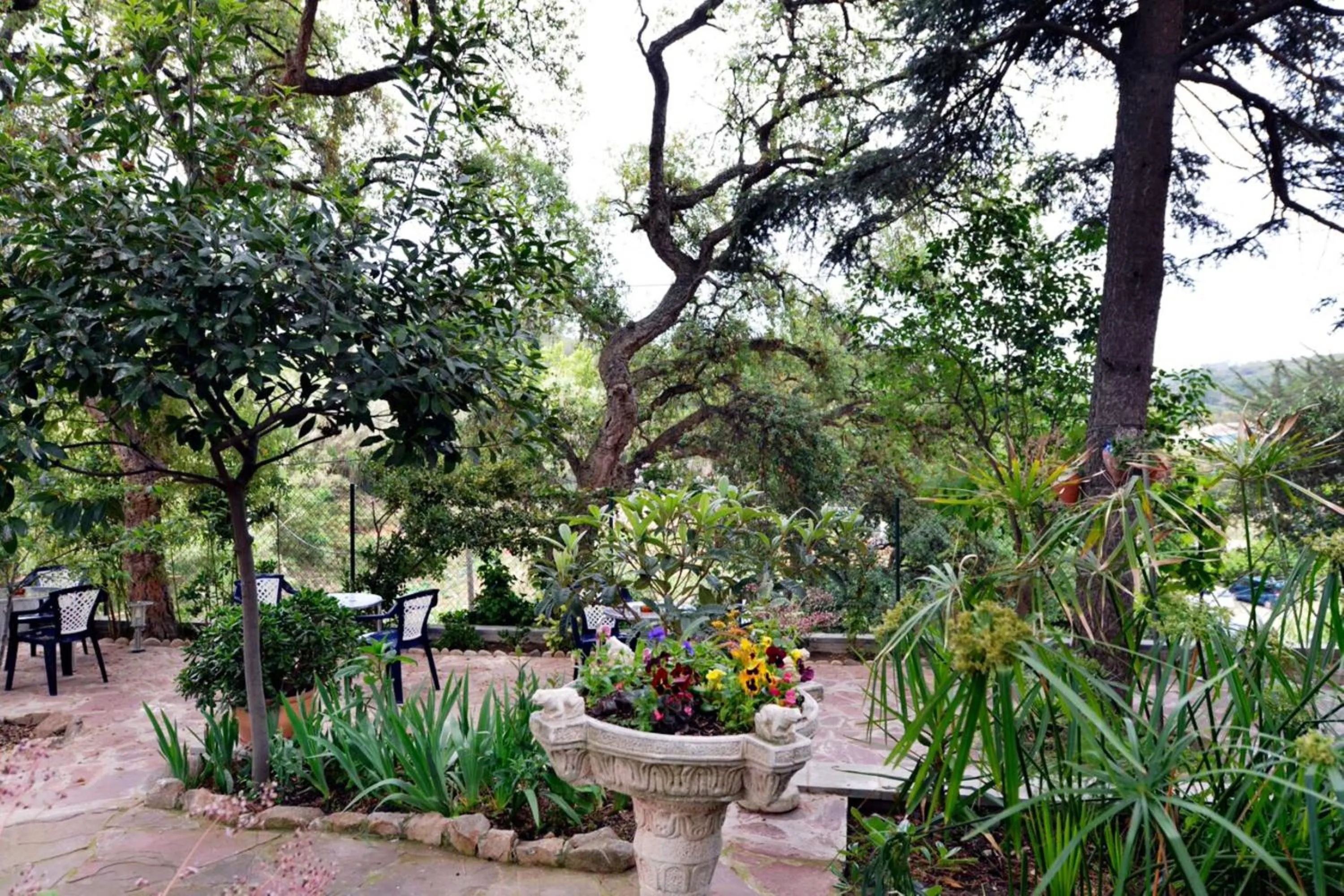 Garden in Hostal Magnolia