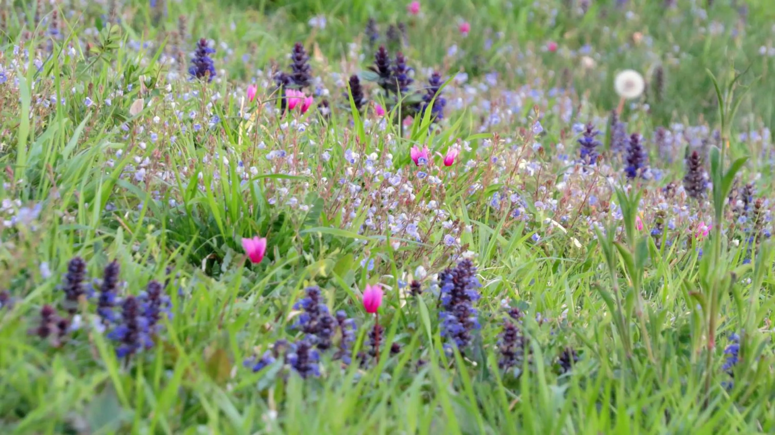 Other in Apartments Villa Venera