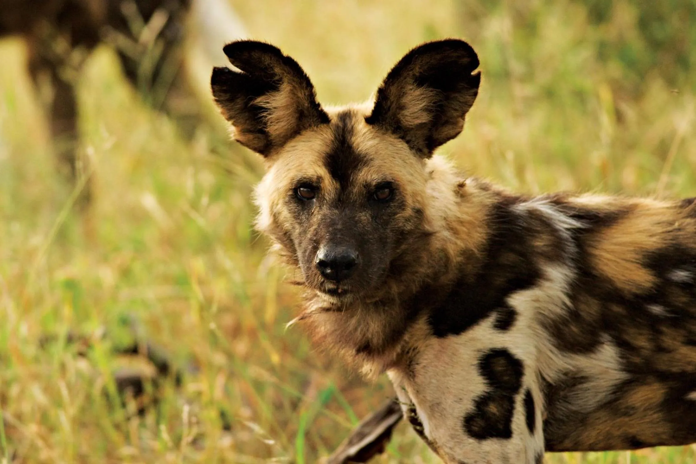 Animals in Impodimo Game Lodge
