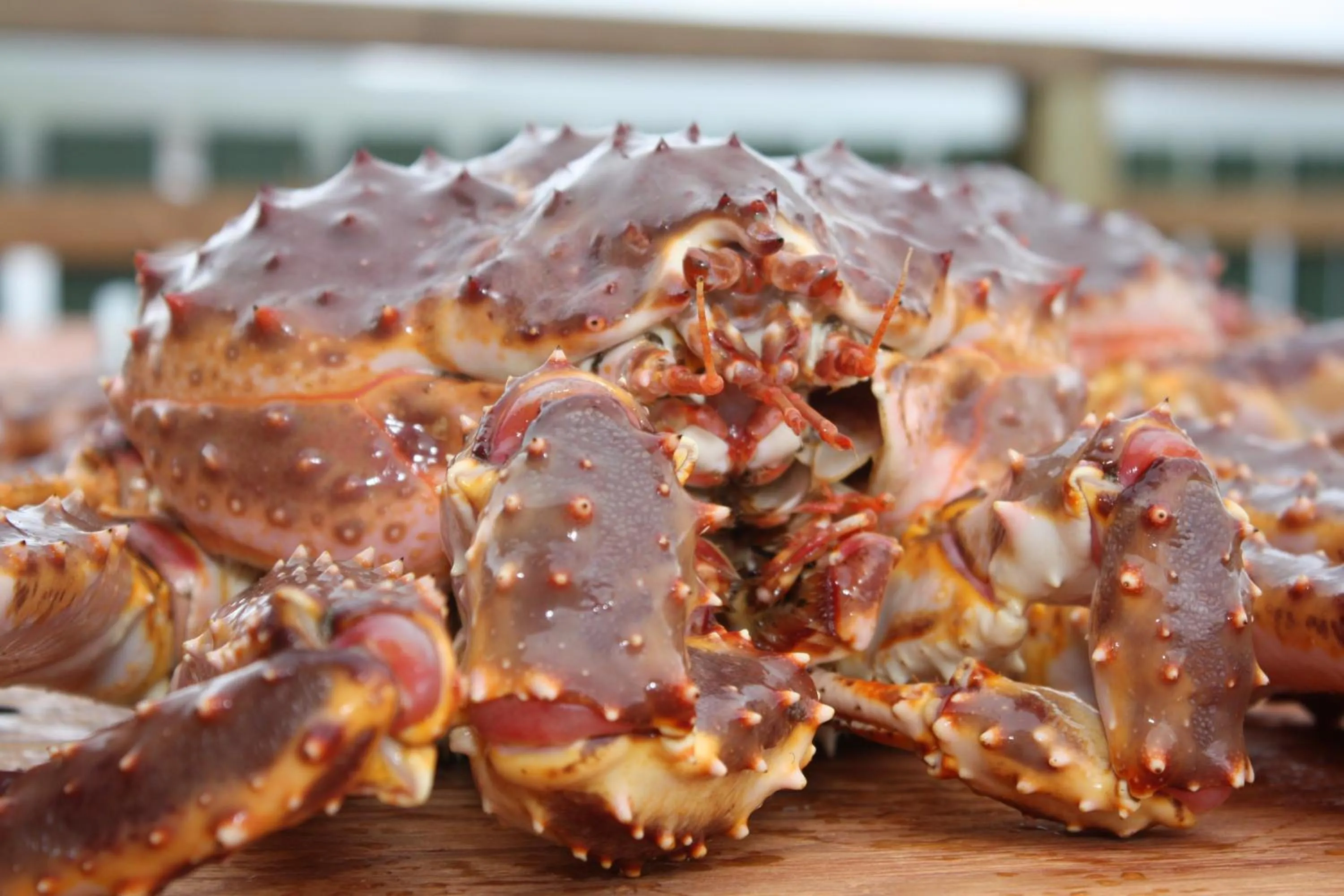 Fishing in Adventure Camp Mehamn