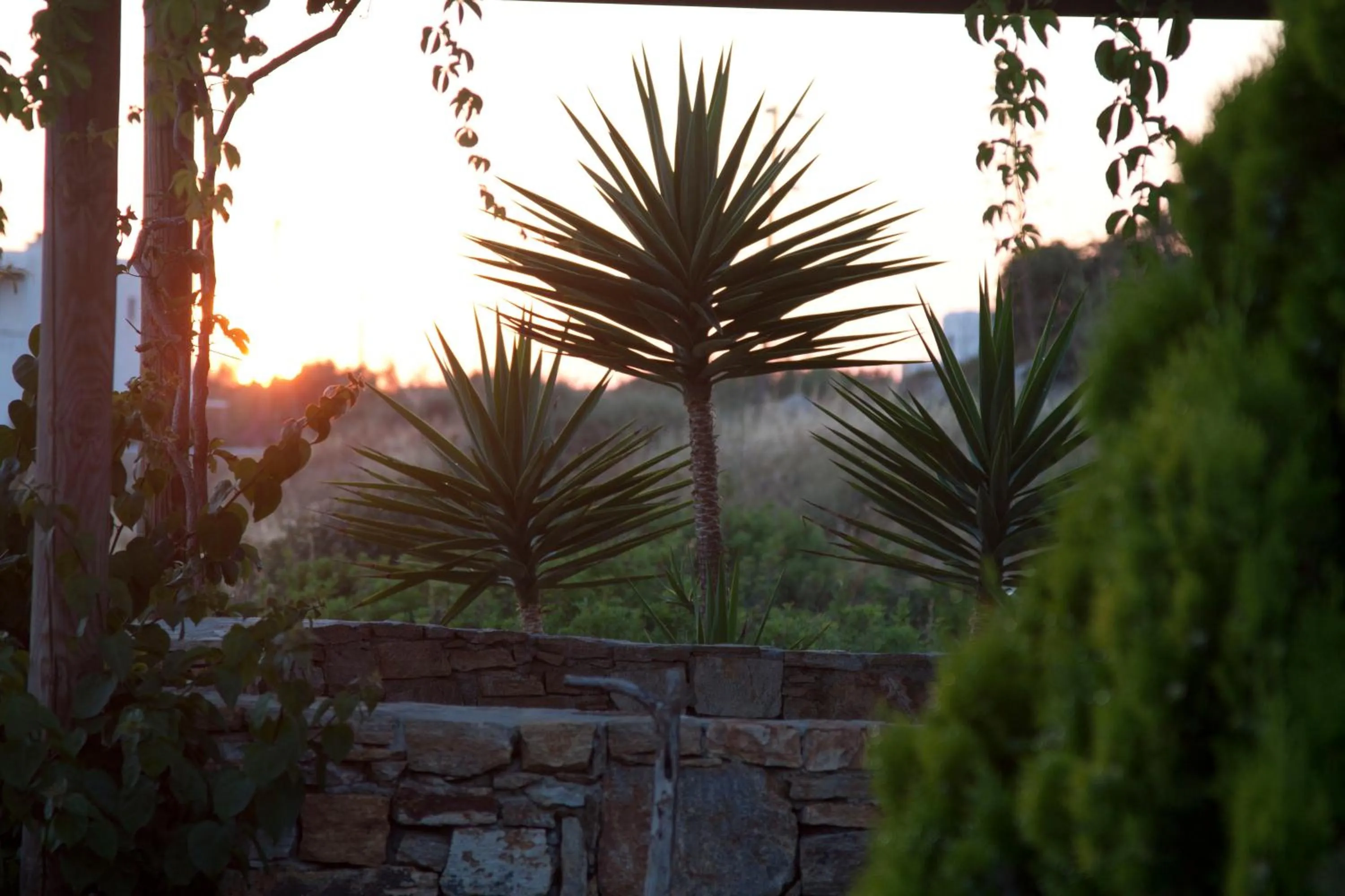 Garden in Zefyros Studios