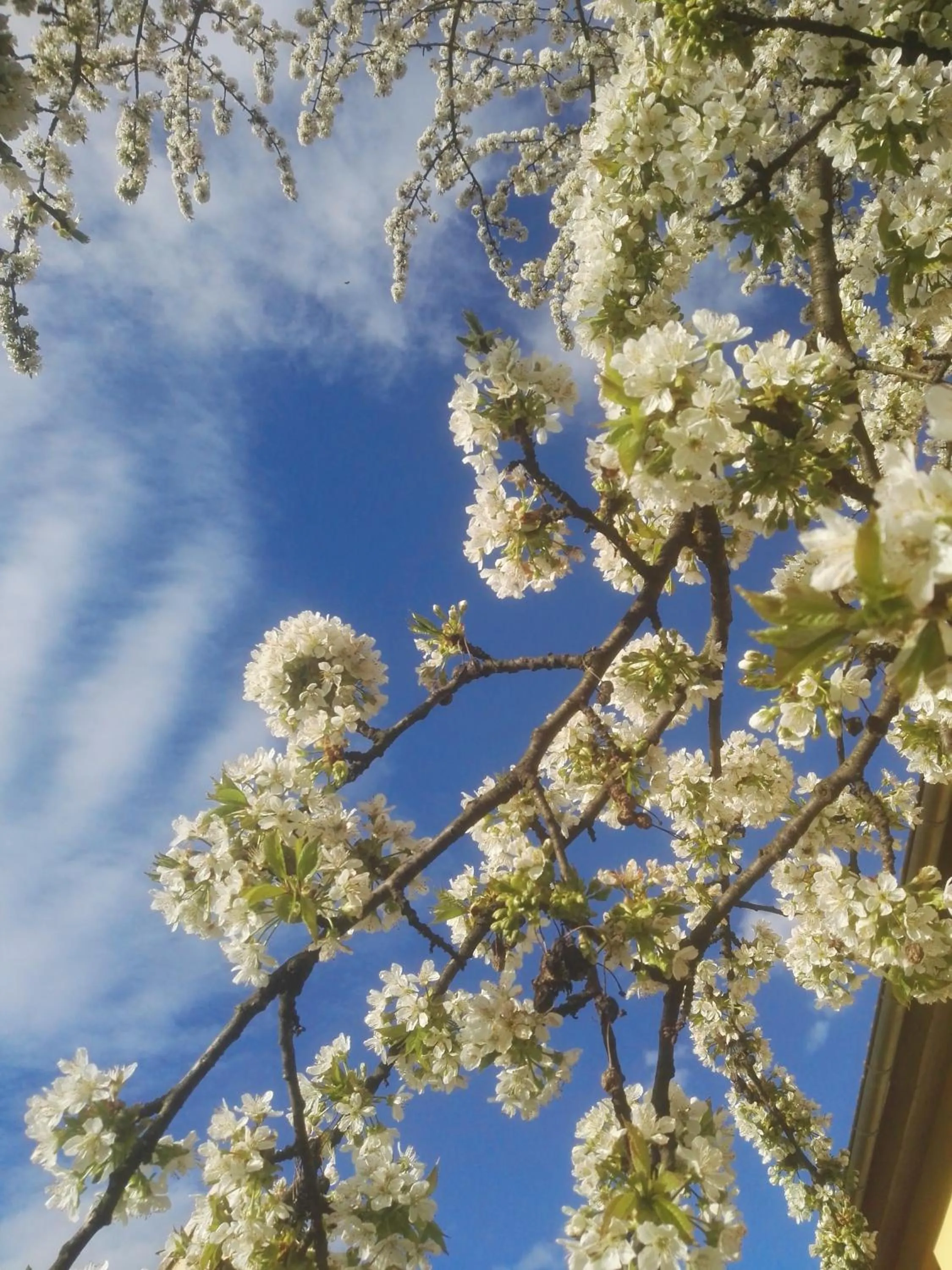 Garden view in Elbhangzimmer Dresden
