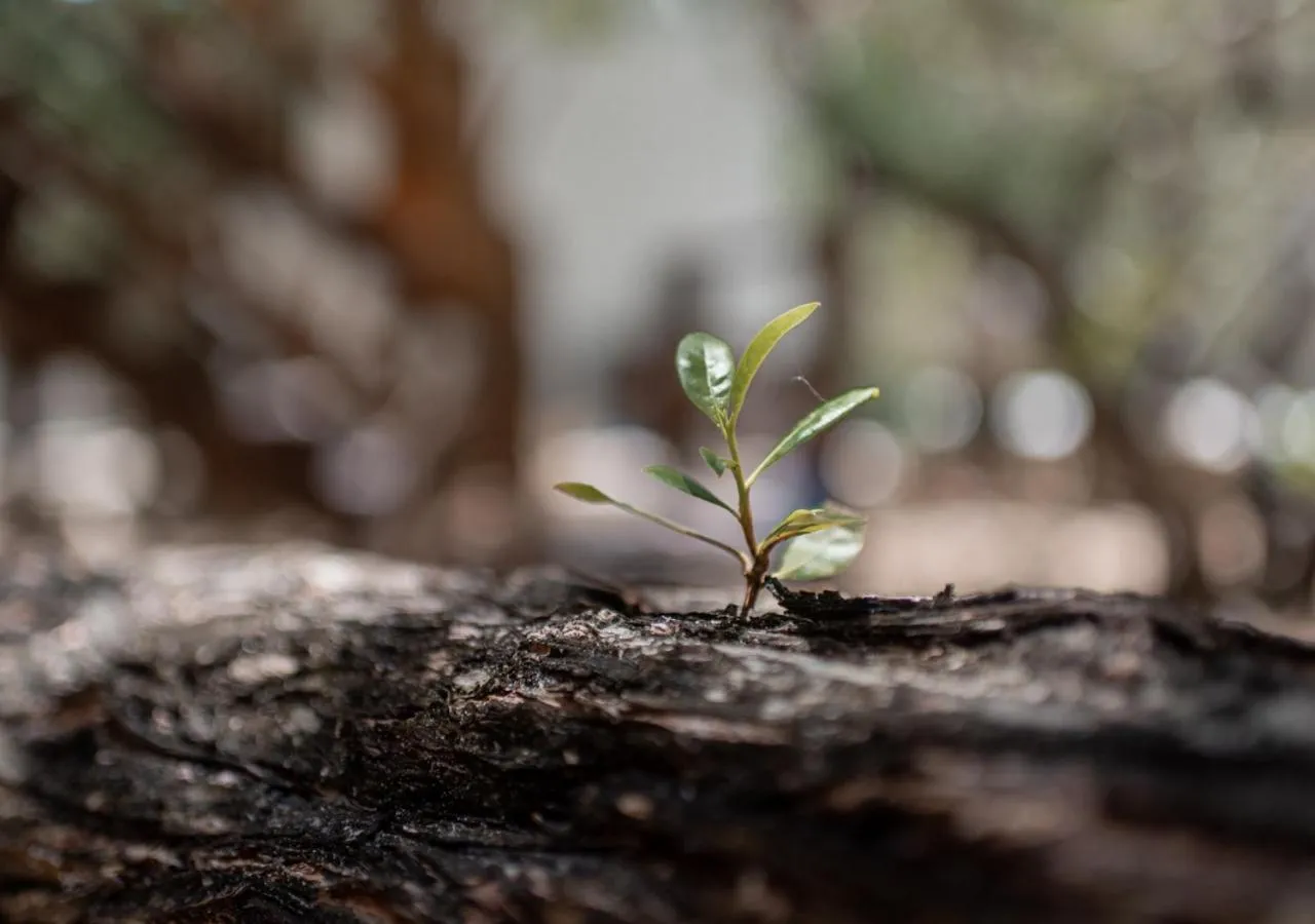 Decorative detail in Villa Los Mangles Boutique Hotel