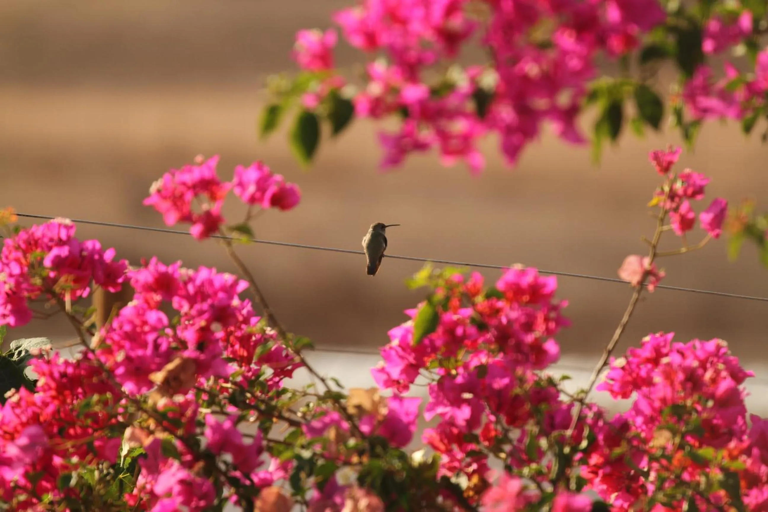 Natural landscape in Santerra, Valle de Guadalupe
