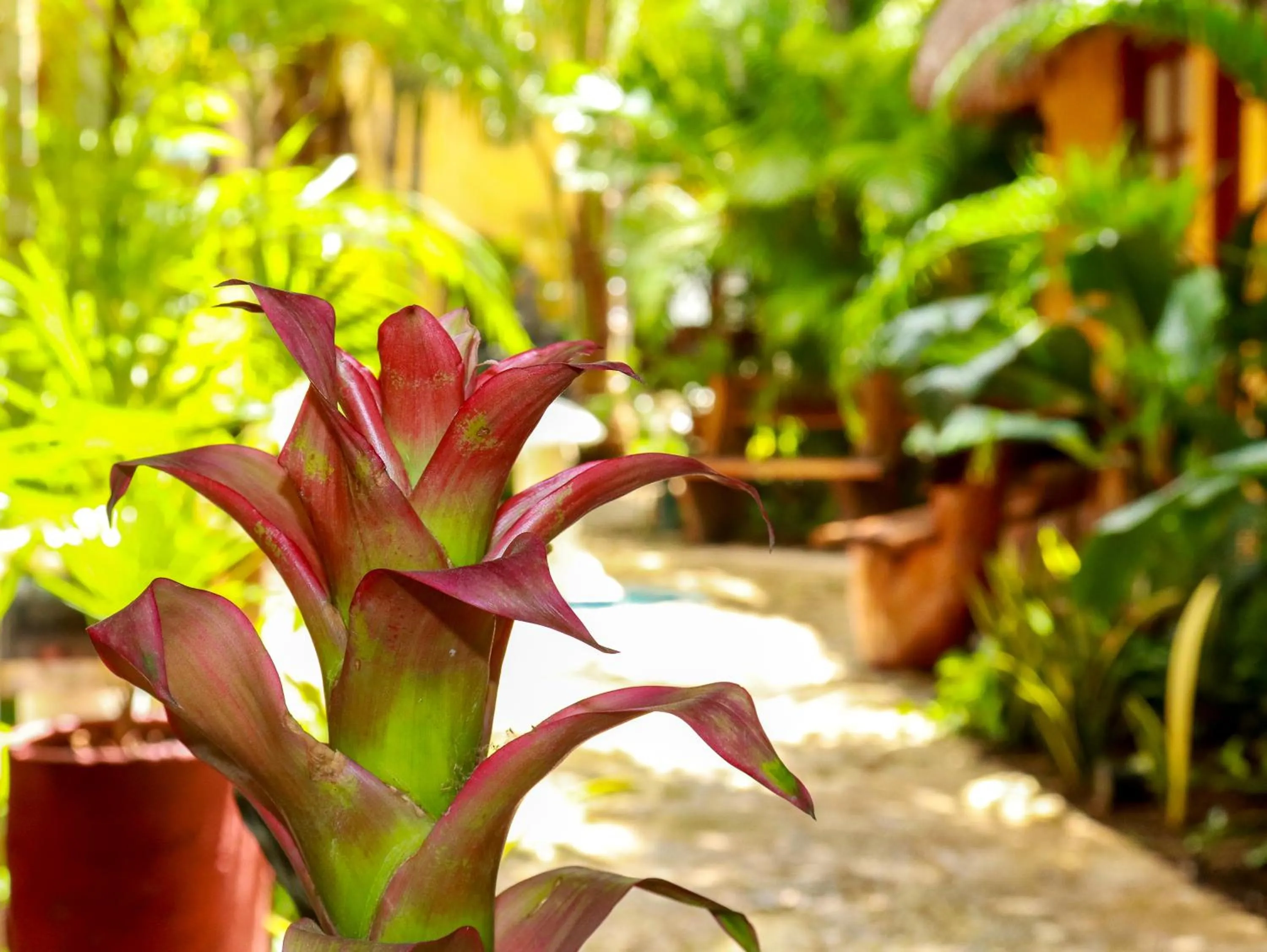 Natural landscape in Hotel Bosque Caribe, 5th Av. zone