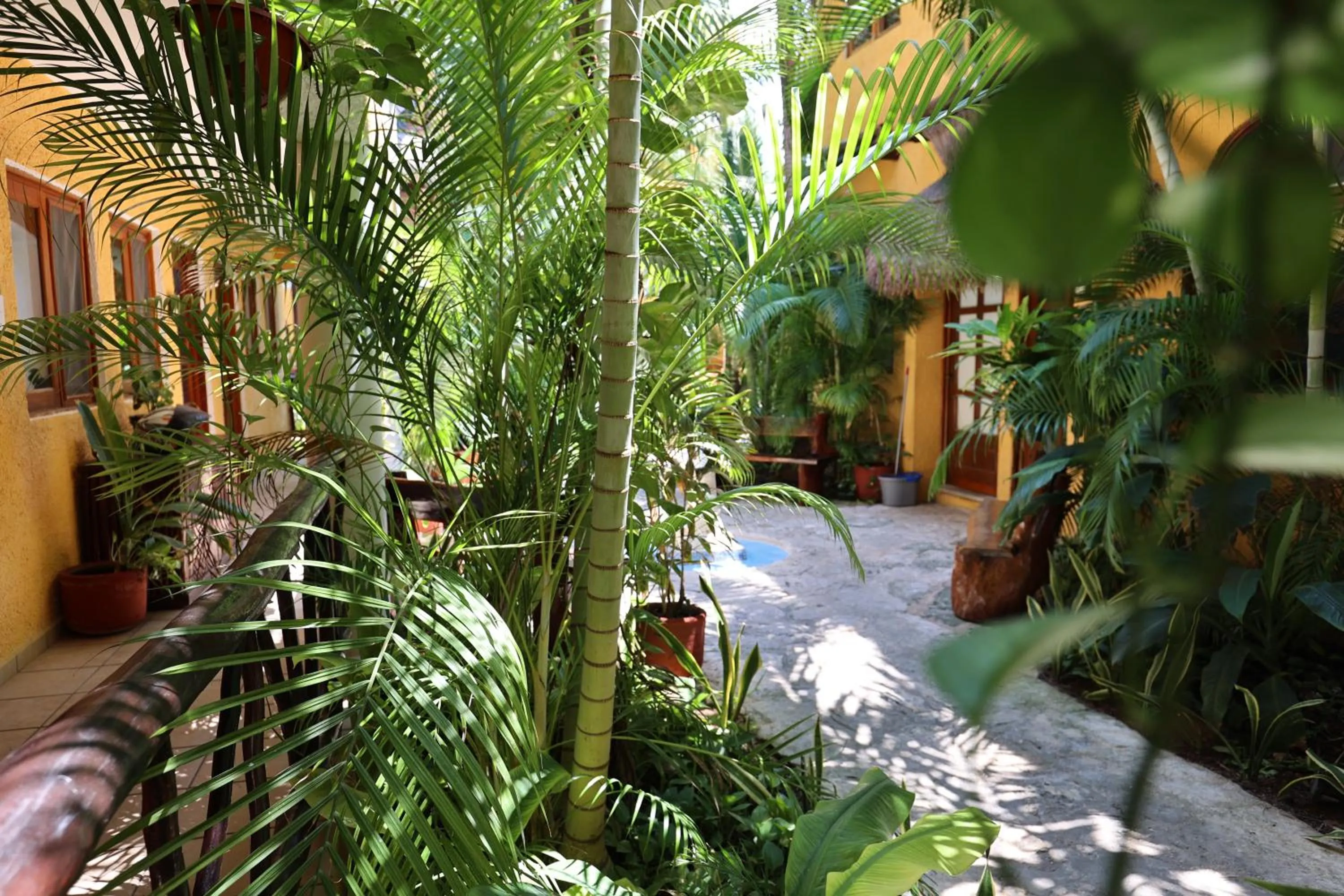 Garden in Hotel Bosque Caribe, 5th Av. zone
