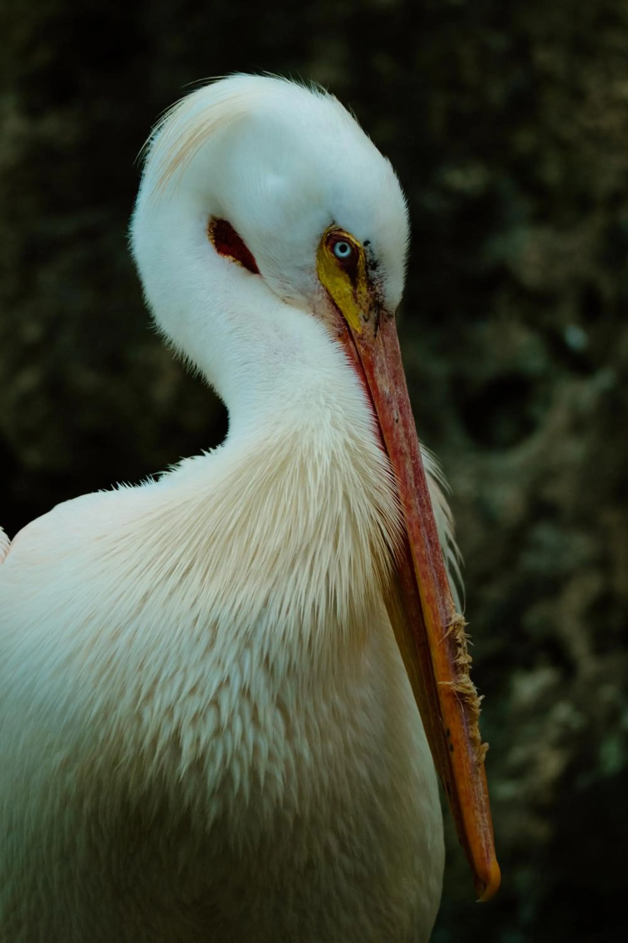 Animals in Casa Las Tortugas Petit Beach Hotel & Spa