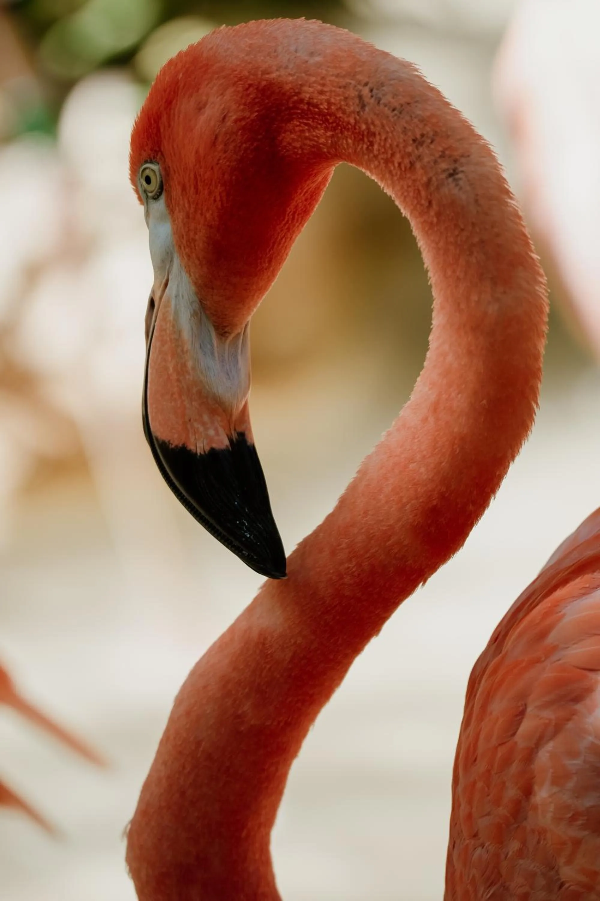 Animals in Casa Las Tortugas Petit Beach Hotel & Spa