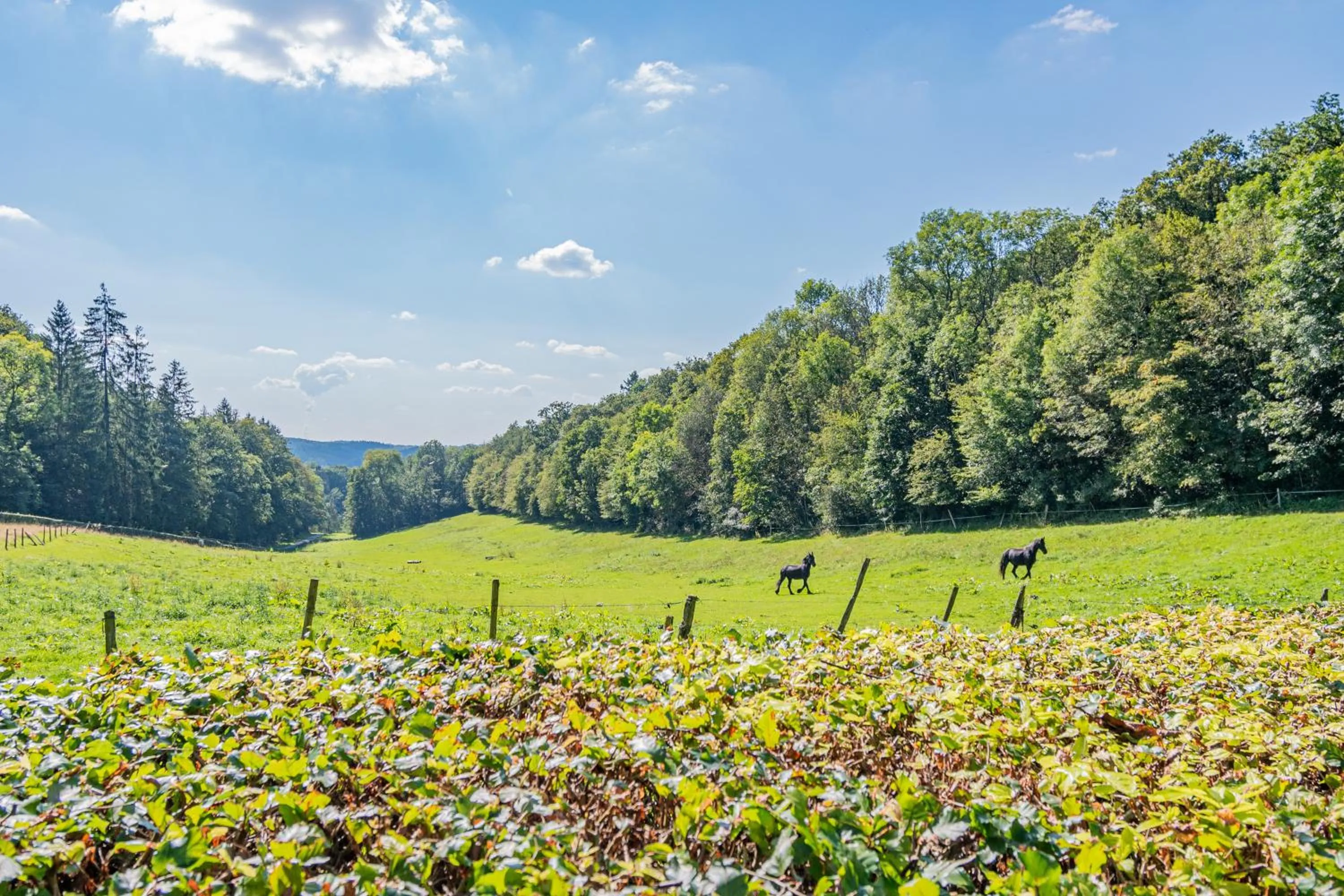 Natural landscape in Les Rhodos