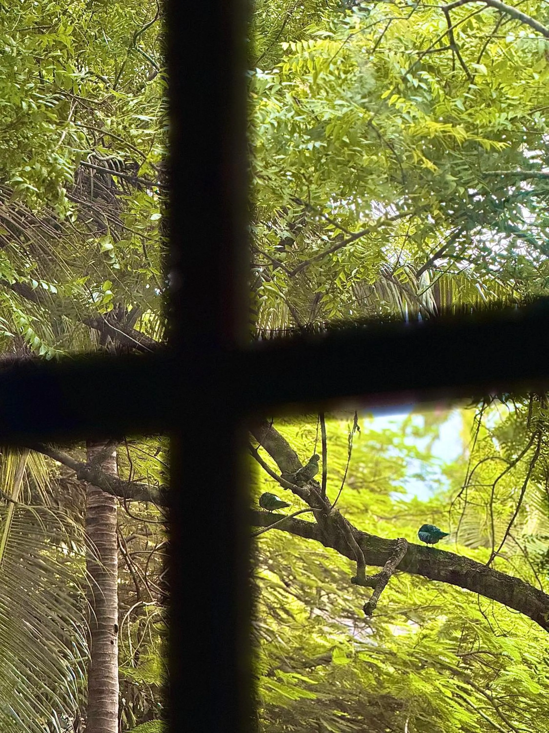 View (from property/room) in Monkey Business Siquijor