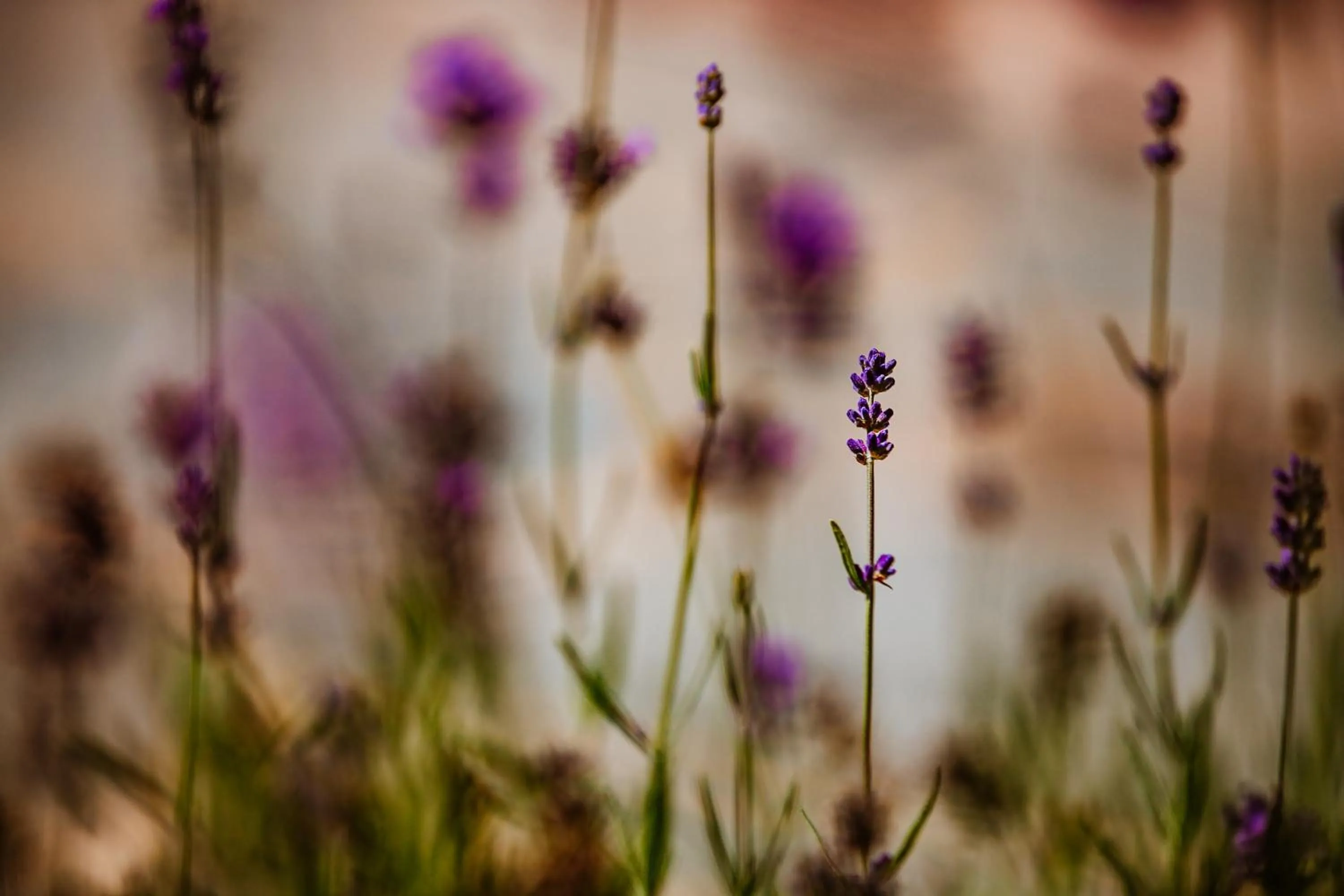 Spring in Targowski Dwór Mazury