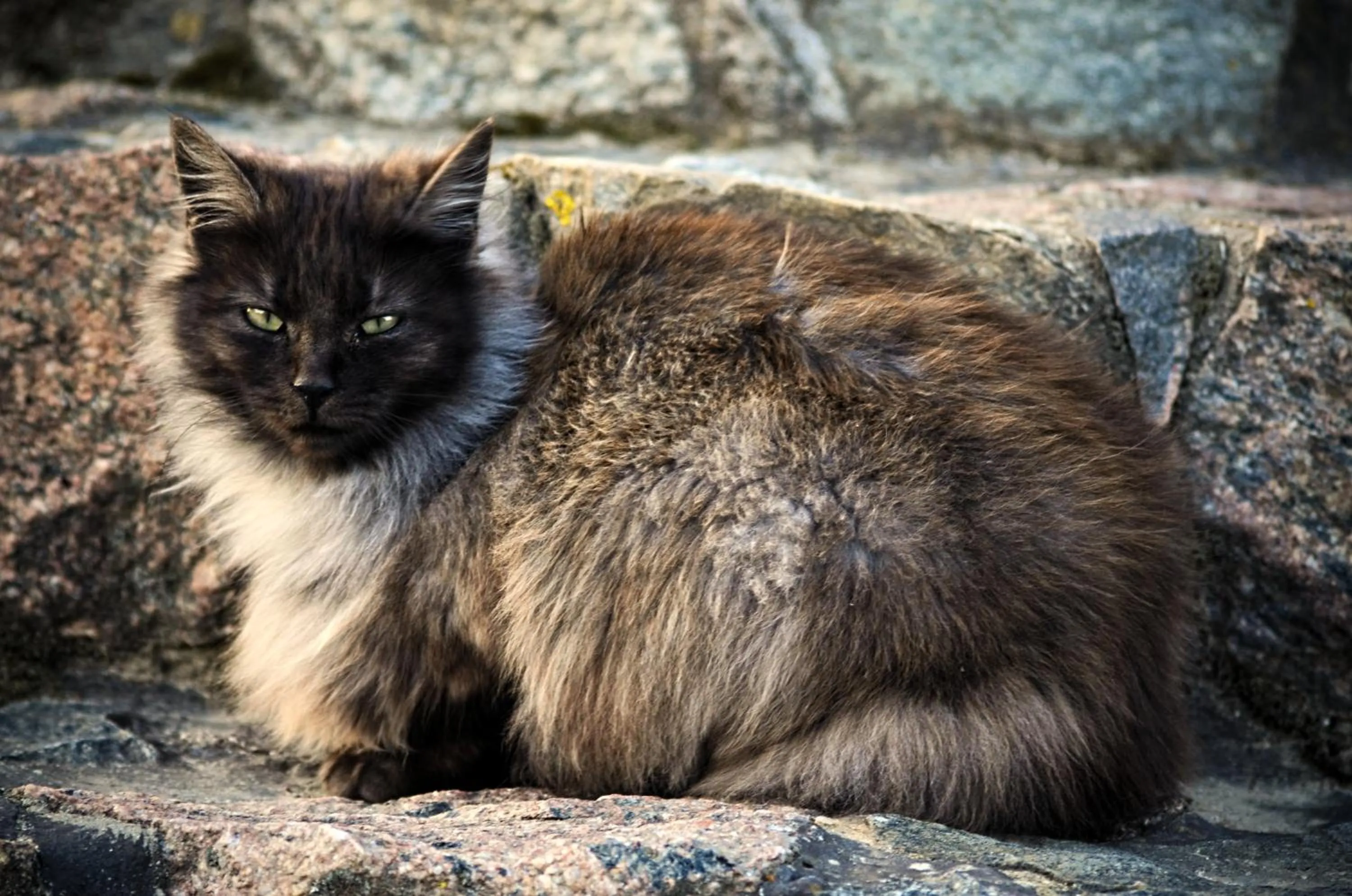 Pets in Targowski Dwór Mazury