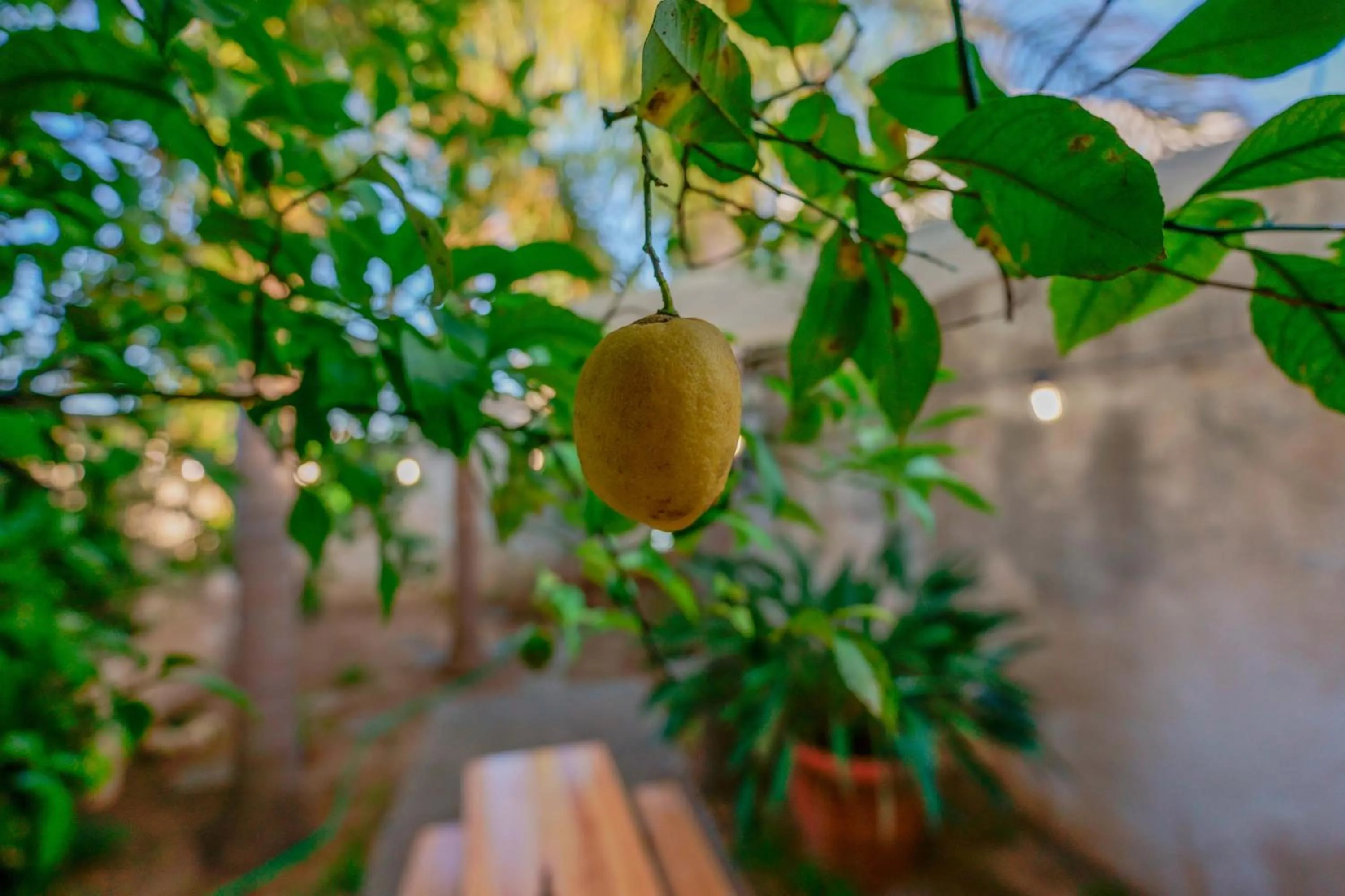 Antico Frantoio Cairoli B&B Exclusive Room