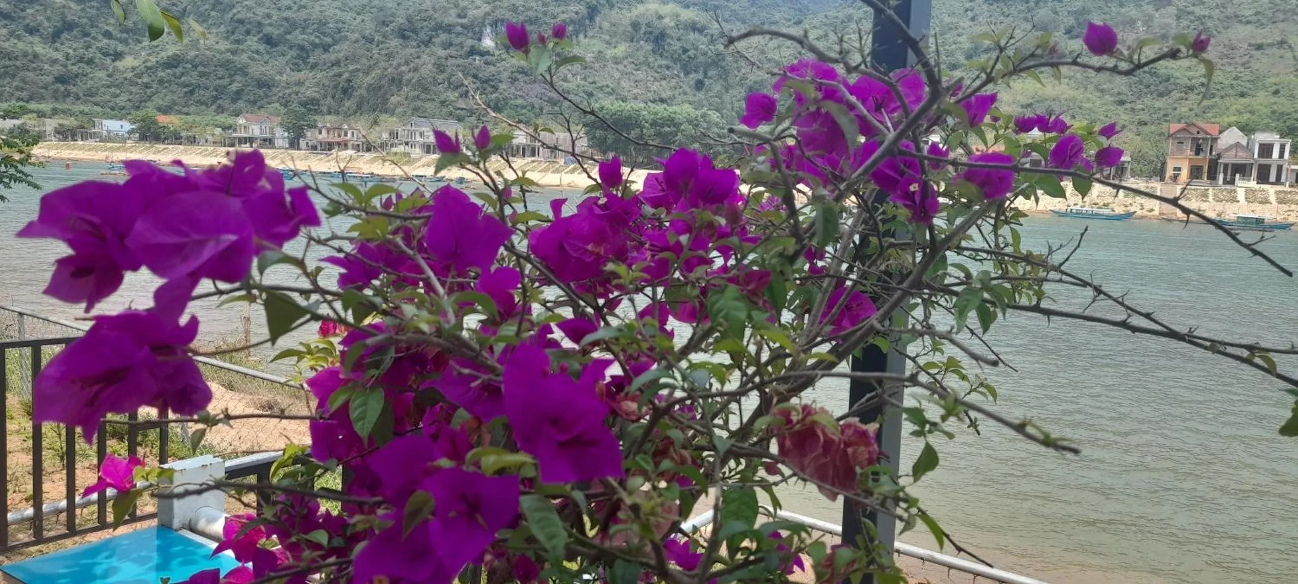 Garden in Carambola Bungalow