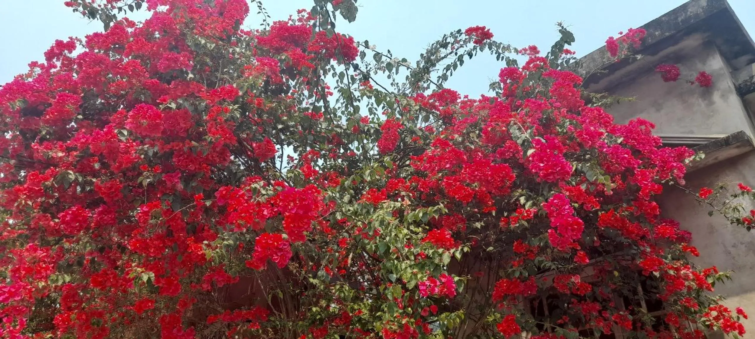 Garden in Carambola Bungalow