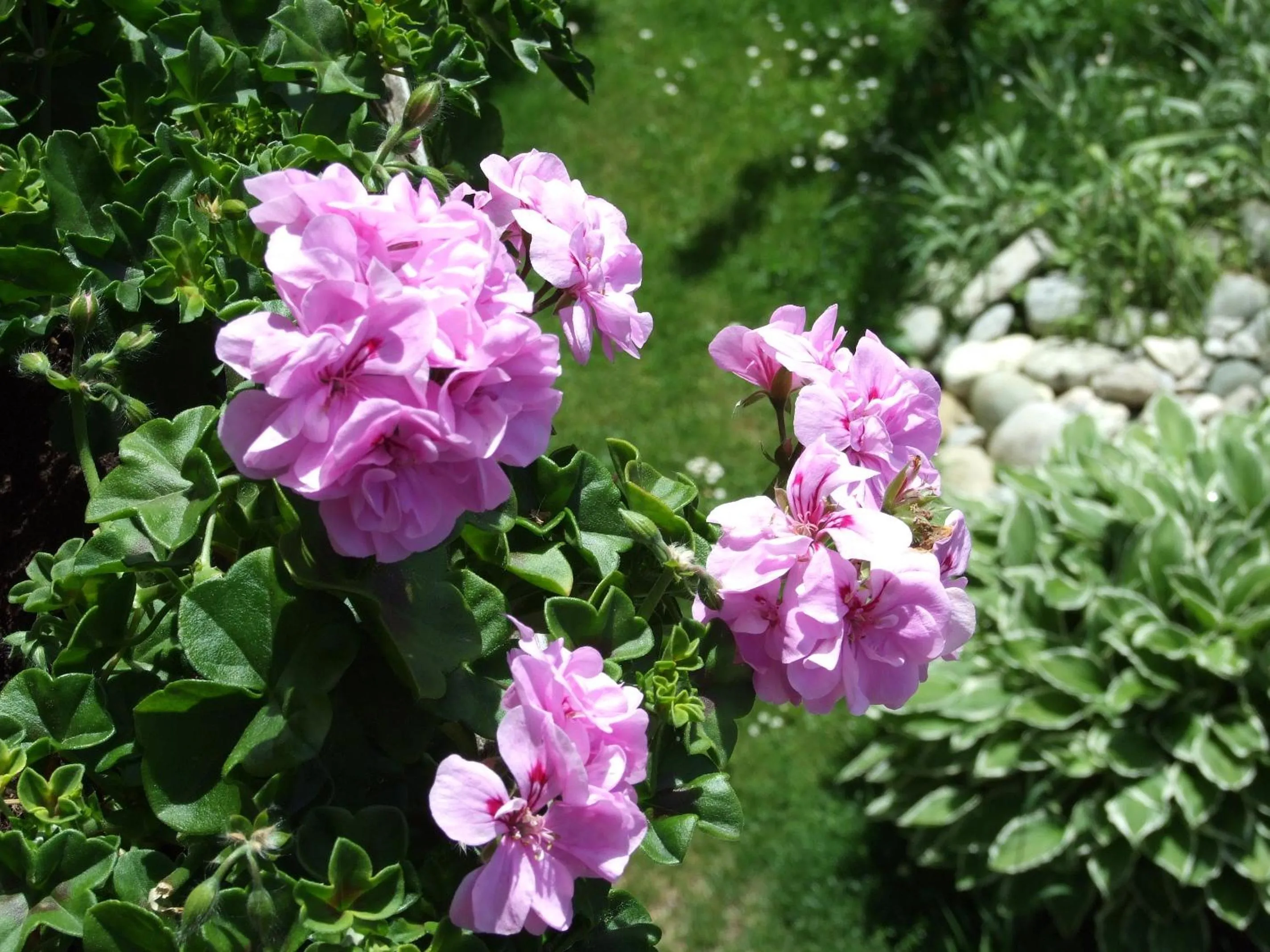 Garden in Hotel Menthof