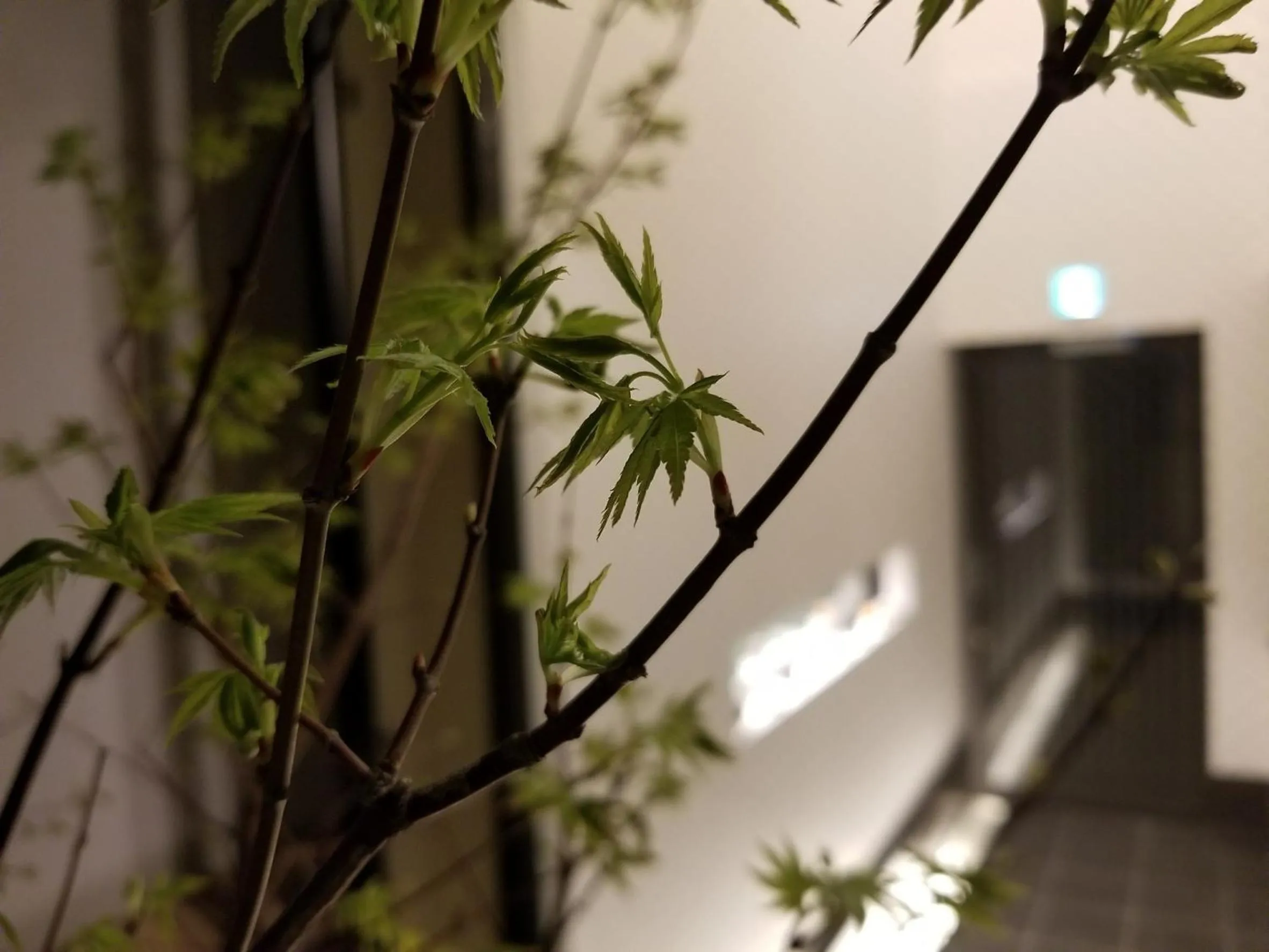 Garden in Kyo no yado BOTAN