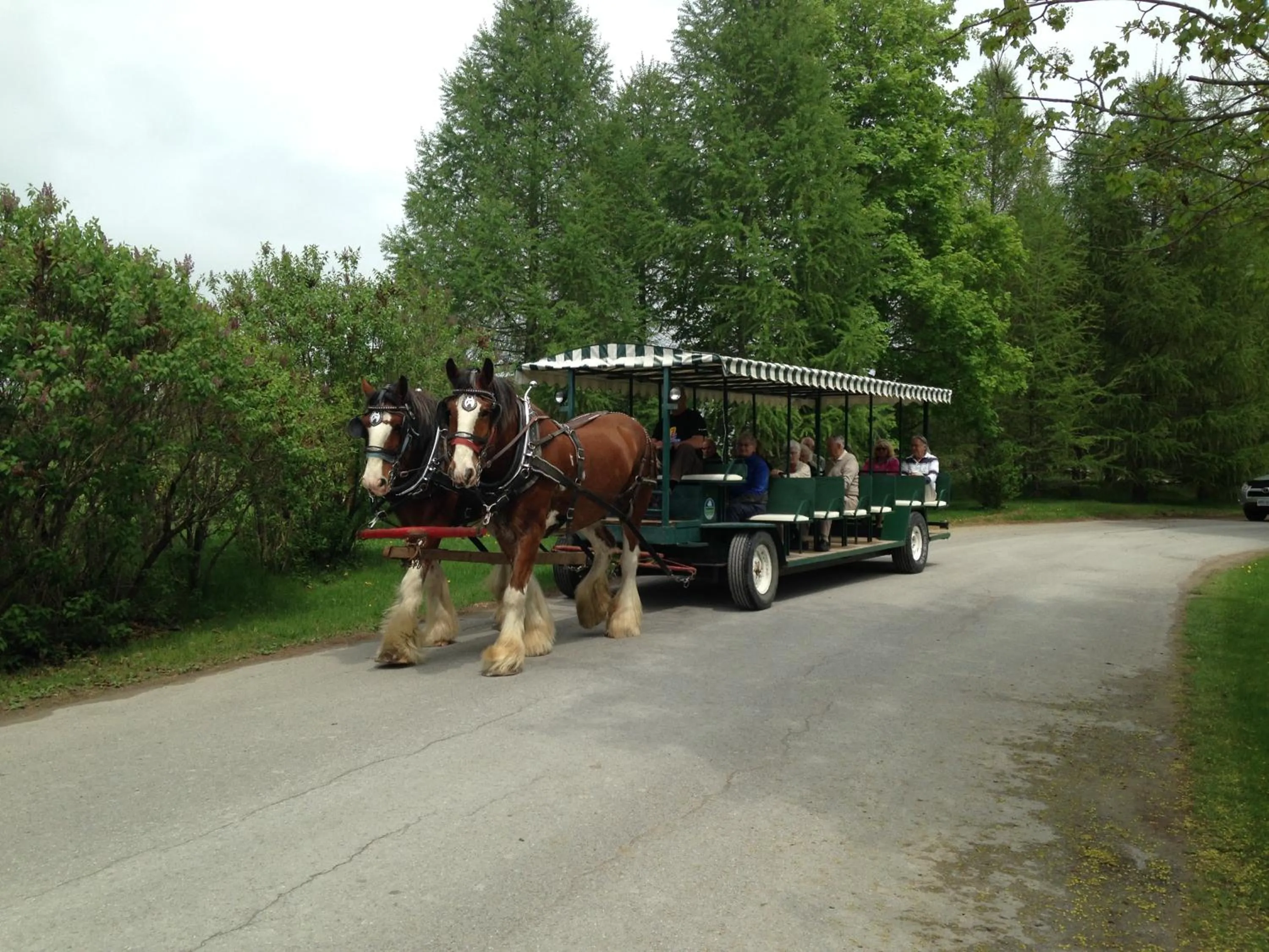 Animals in Elmhirst's Resort